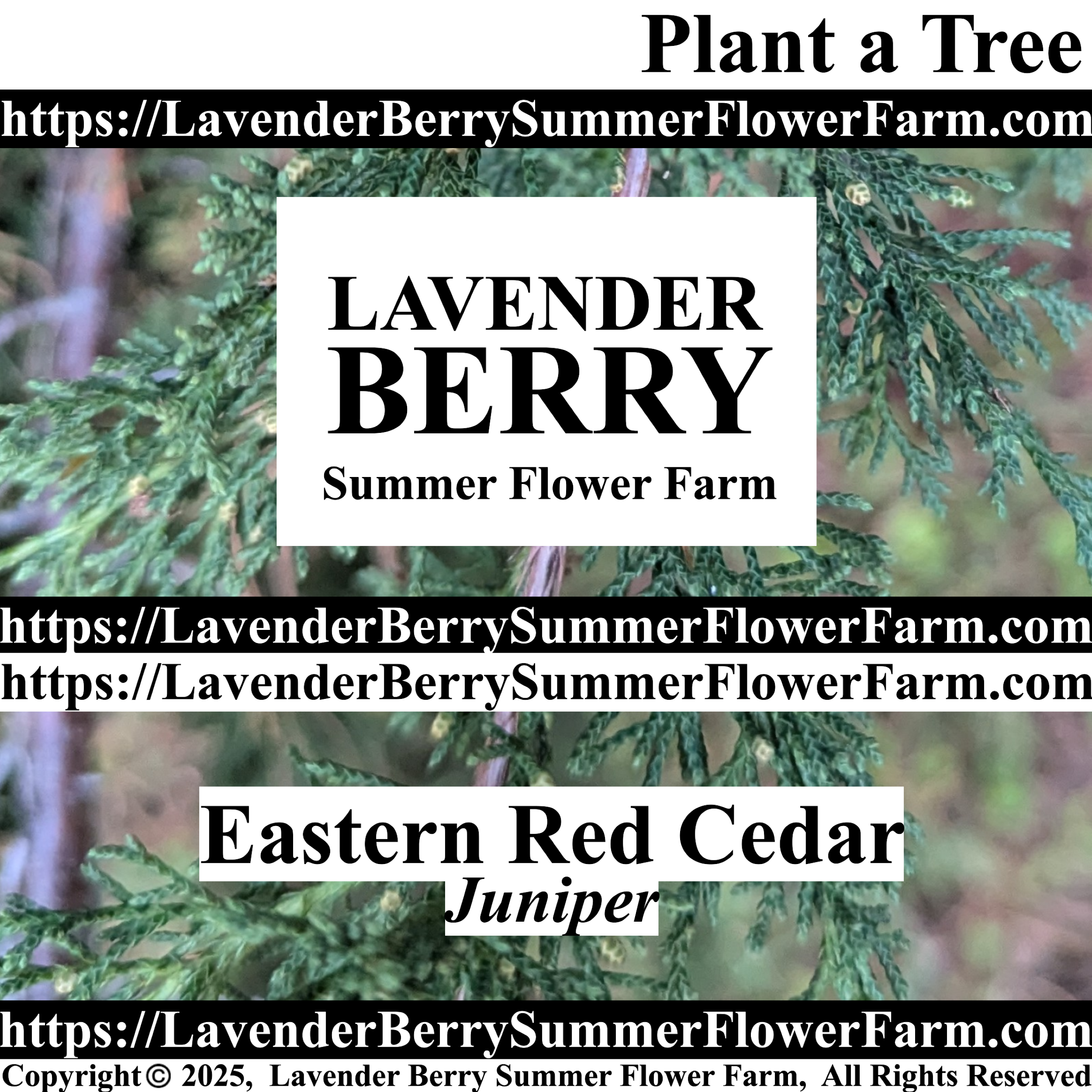 Eastern Red Cedar Juniper