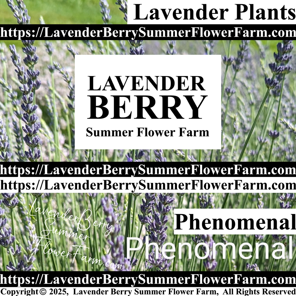 white lavender flower Buy White Alba Lavender Plant