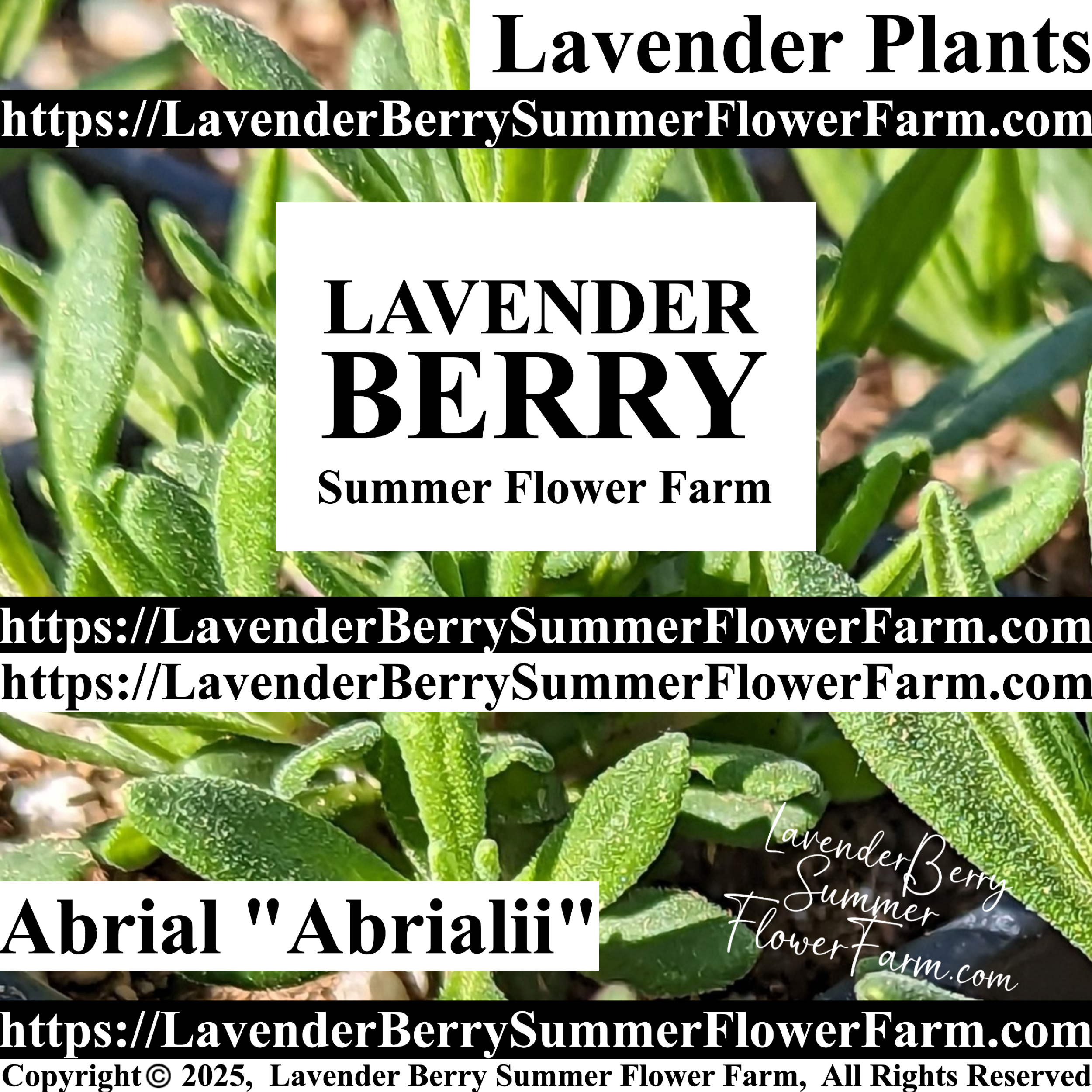 Abrial “Abrialii” Lavender Plants and Plug Trays Buy at https://LavenderBerrySummerFlowerFarm.com