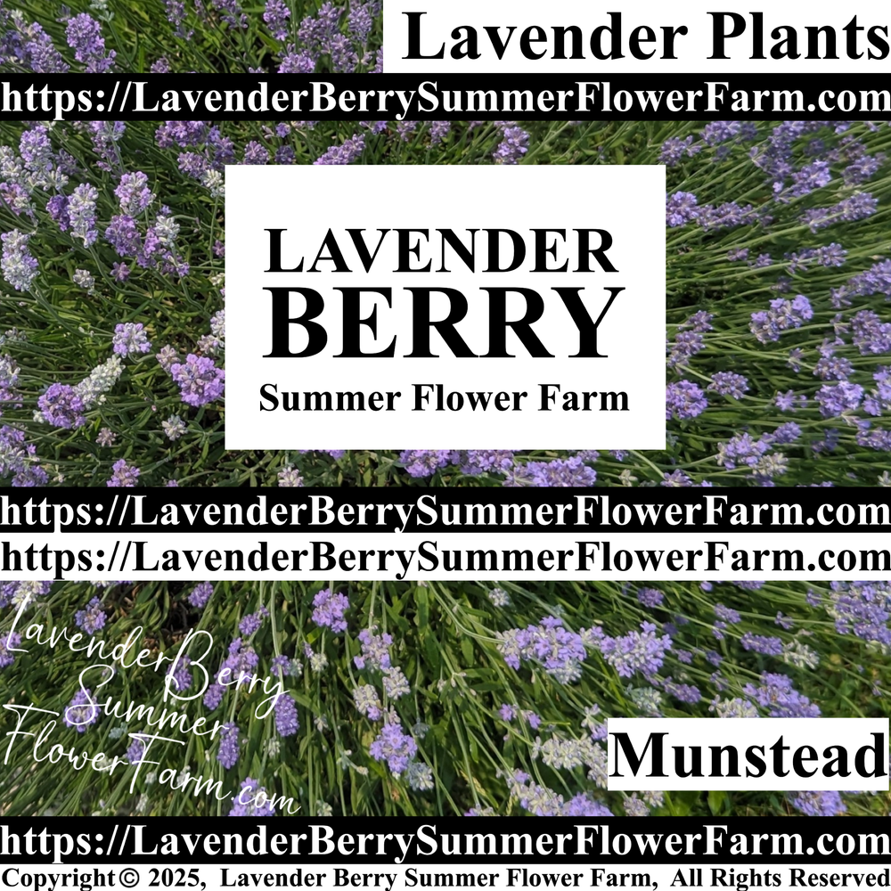 Munstead Lavender Plants & Plug Trays For Sale - Zone 4 Cold Hardy English  Lavender  Lavender Berry Summer Flower Farm