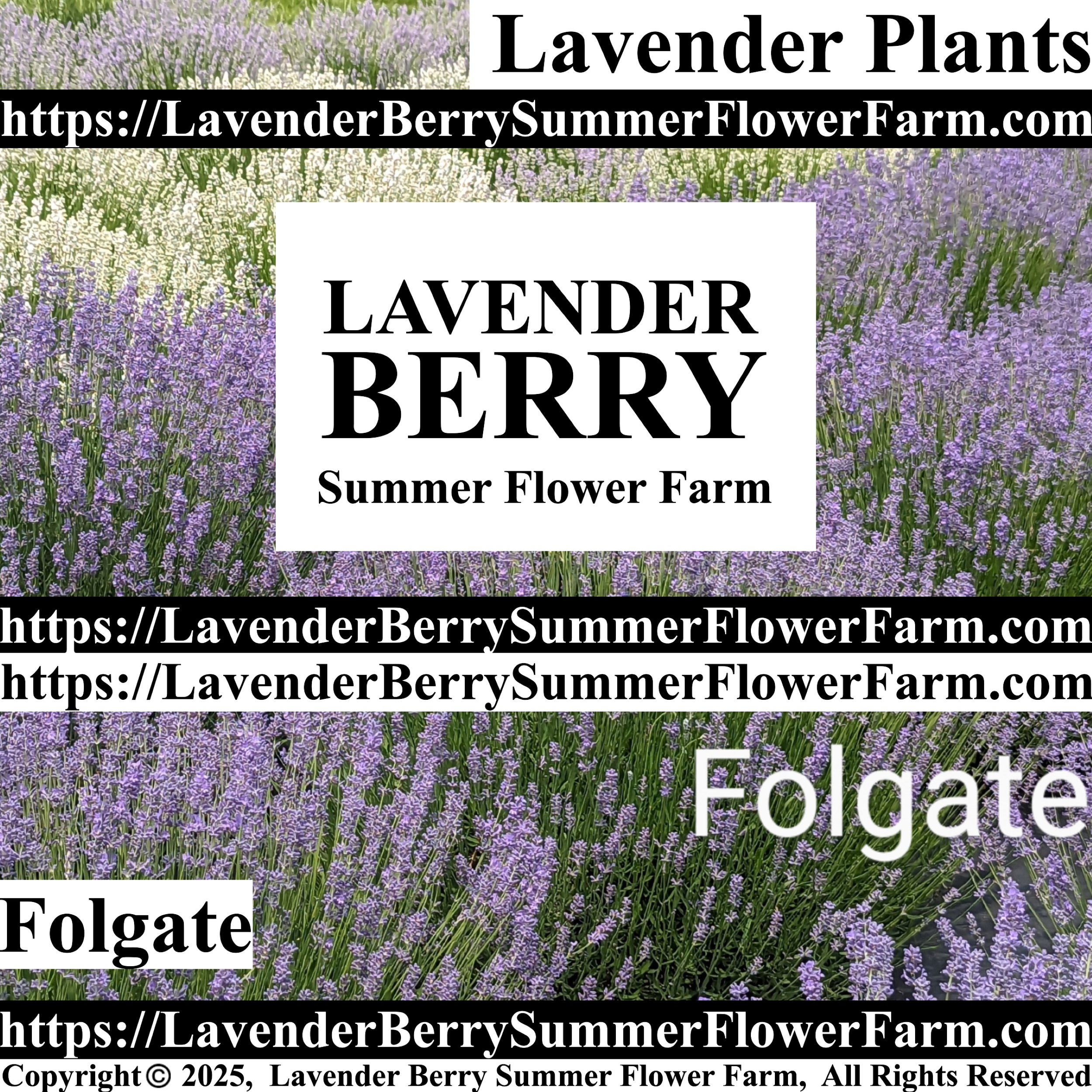 Buy Folgate Lavender Plants & Plugs at https://LavenderBerrySummerFlowerFarm.com
