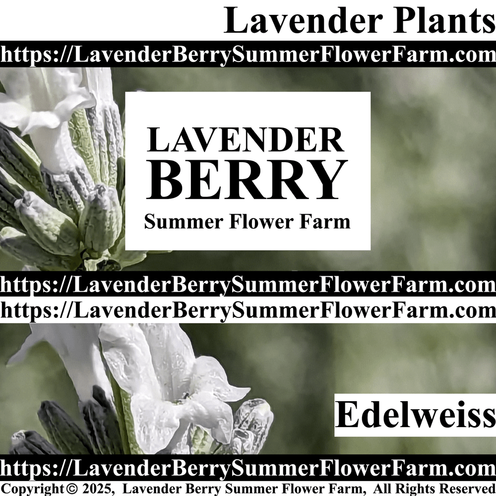 buy spider plants Buy Spider Plant Reverse