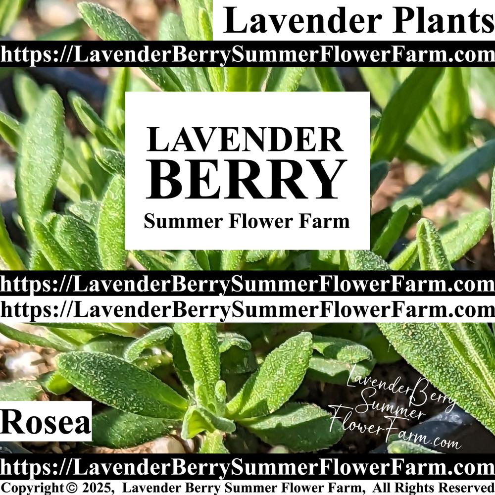 Rosea Lavender Plant & Plug Trays  Order Lavender Perennial Plants   Lavender Berry Summer Flower Farm