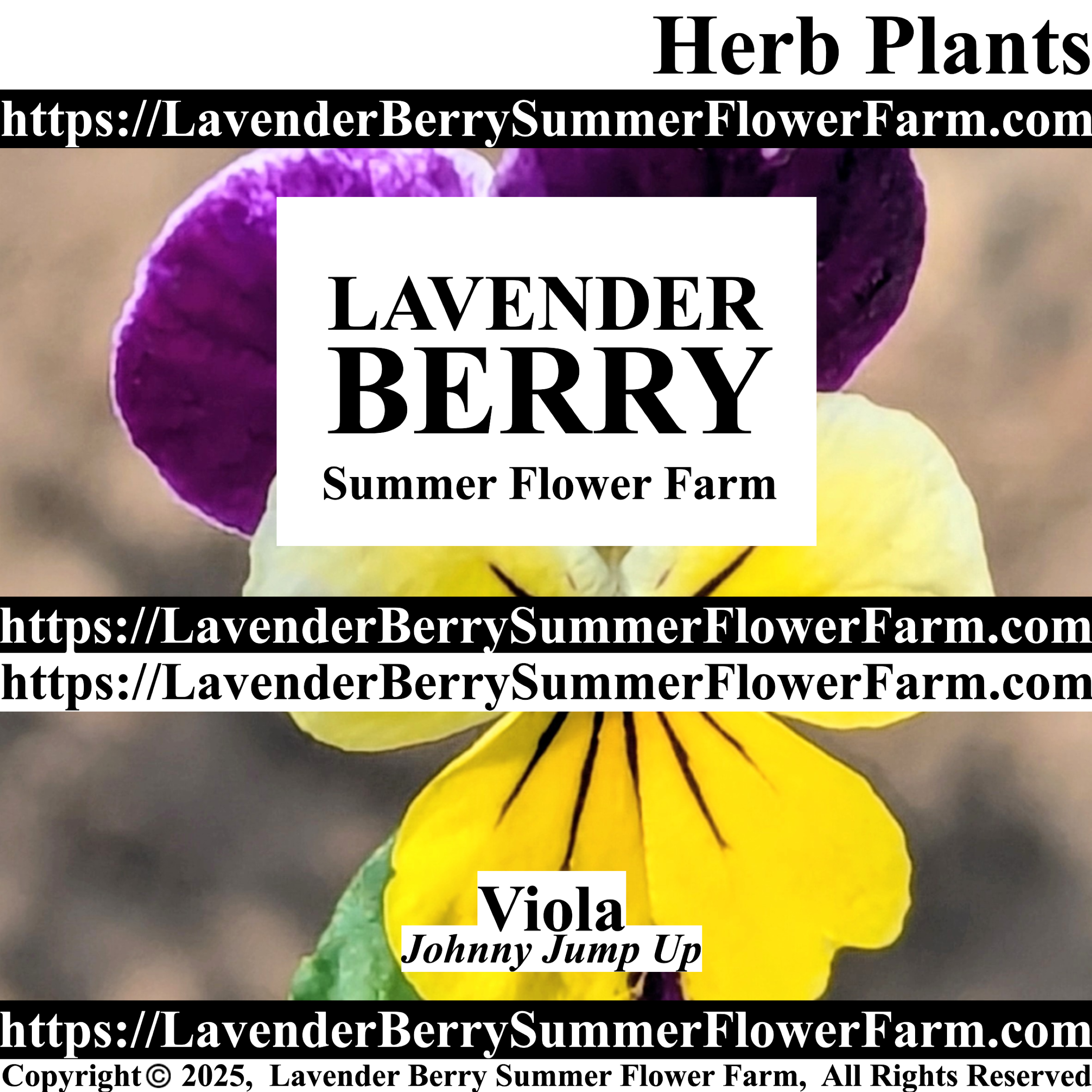 Johnny Jump Up Viola "Wild Pansy"