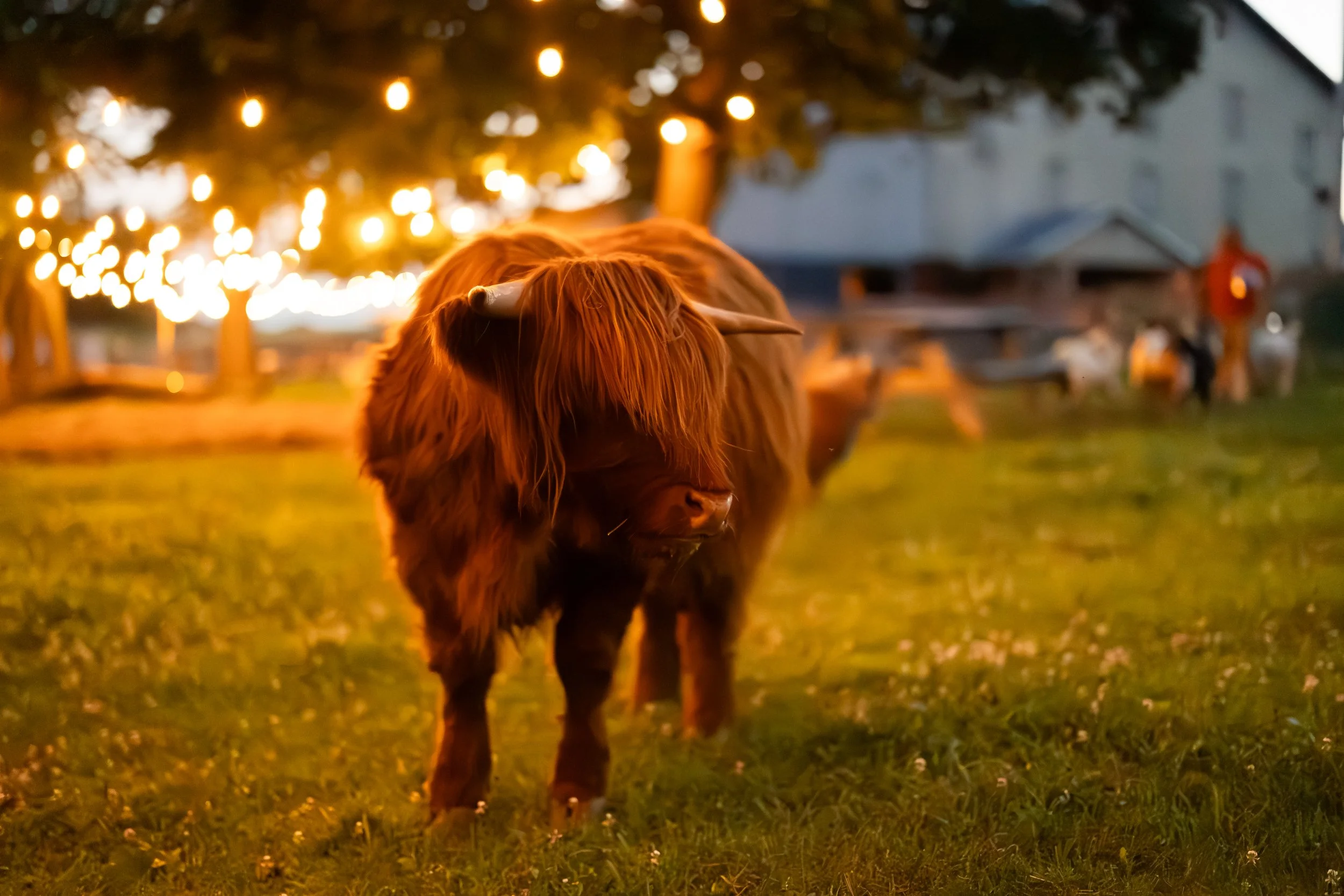 “Under the Lights” Outdoor Cuddle Corner