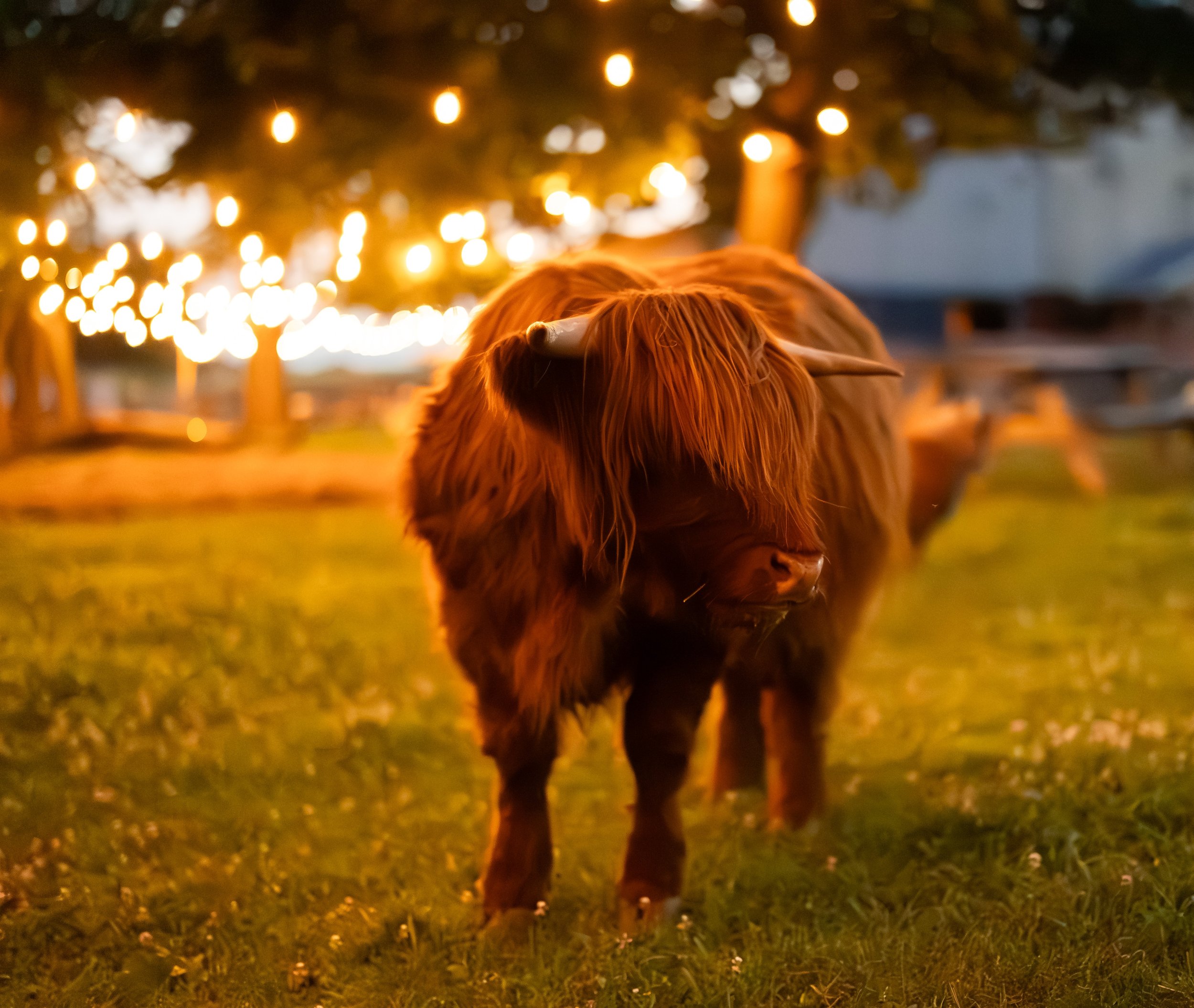 Winter Cuddle Corners 