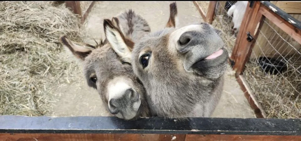 Winter Cuddle Corners 