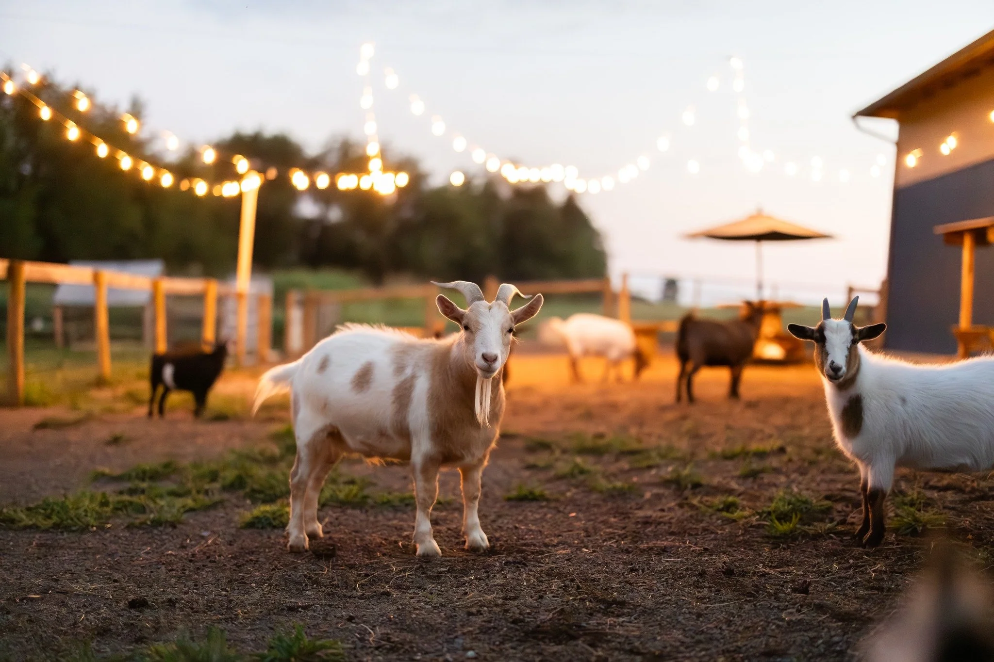 Winter Cuddle Corners