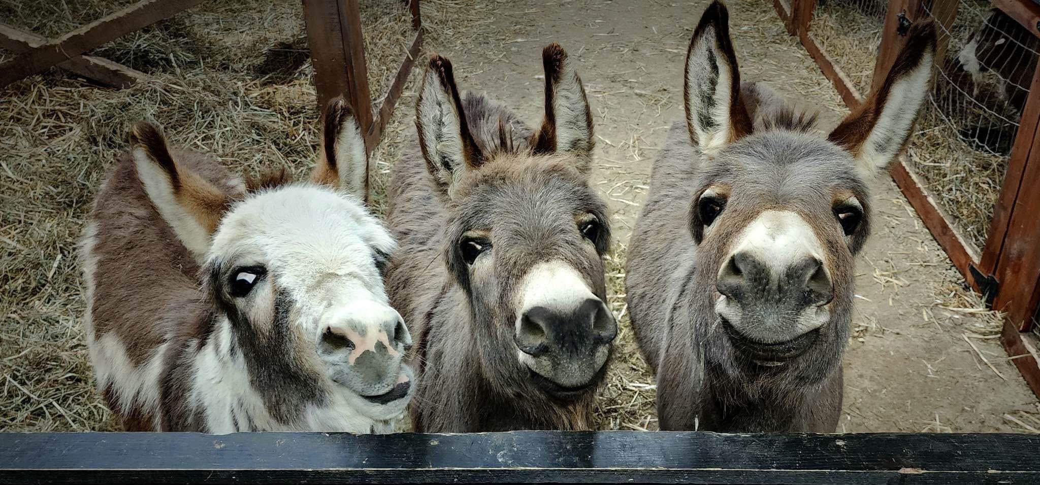 Winter Cuddle Corners