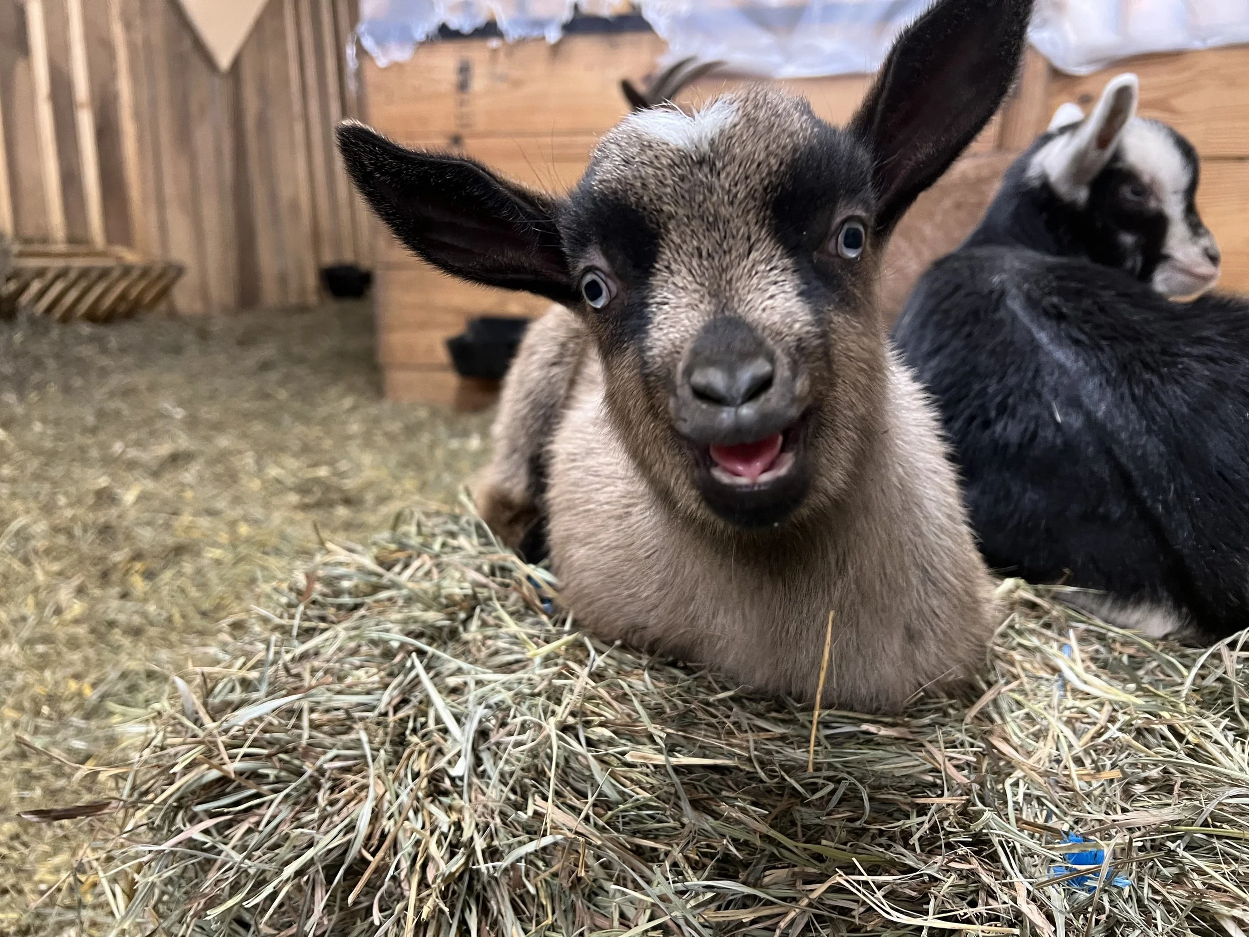 Winter Cuddle Corners