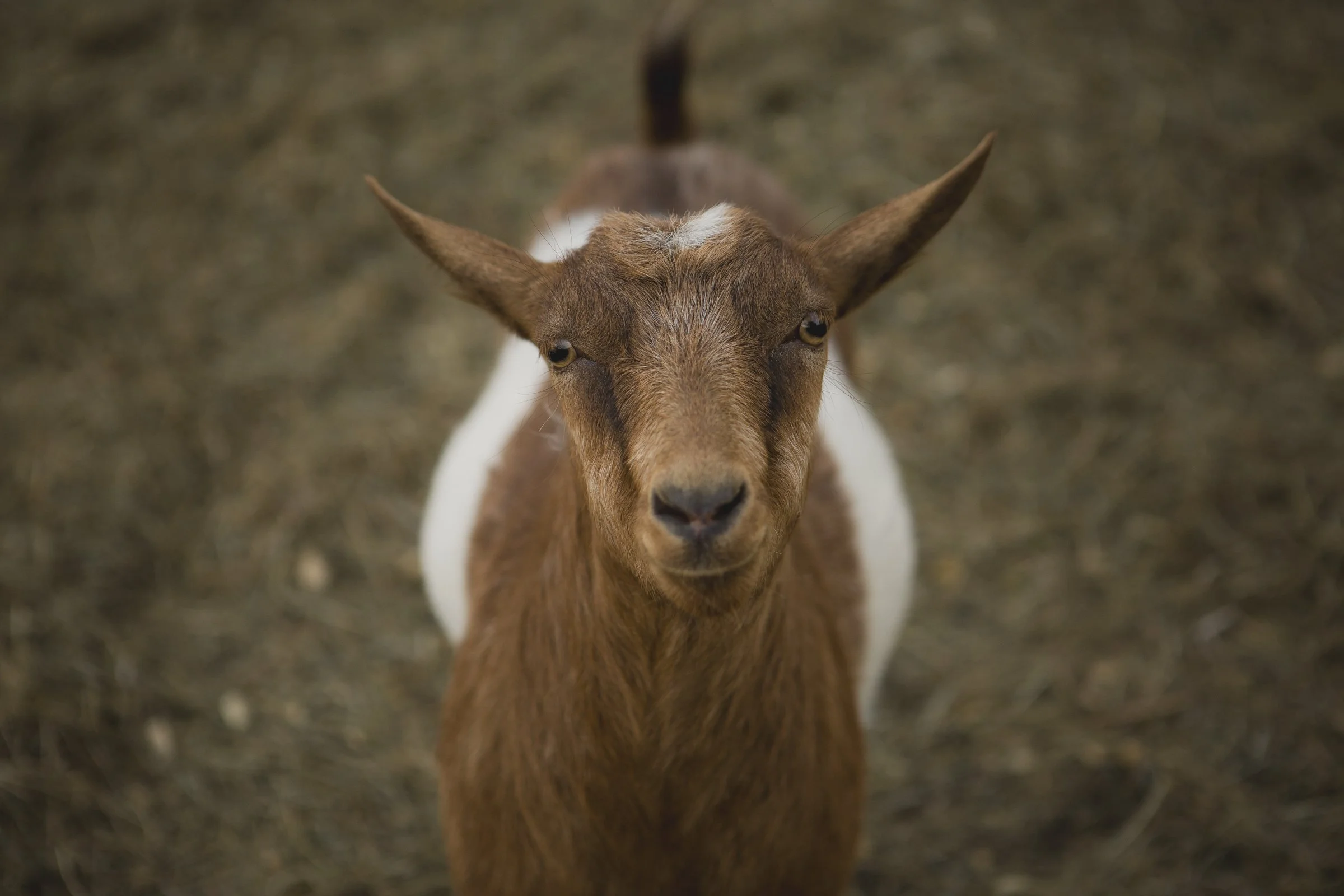 Winter Cuddle Corners