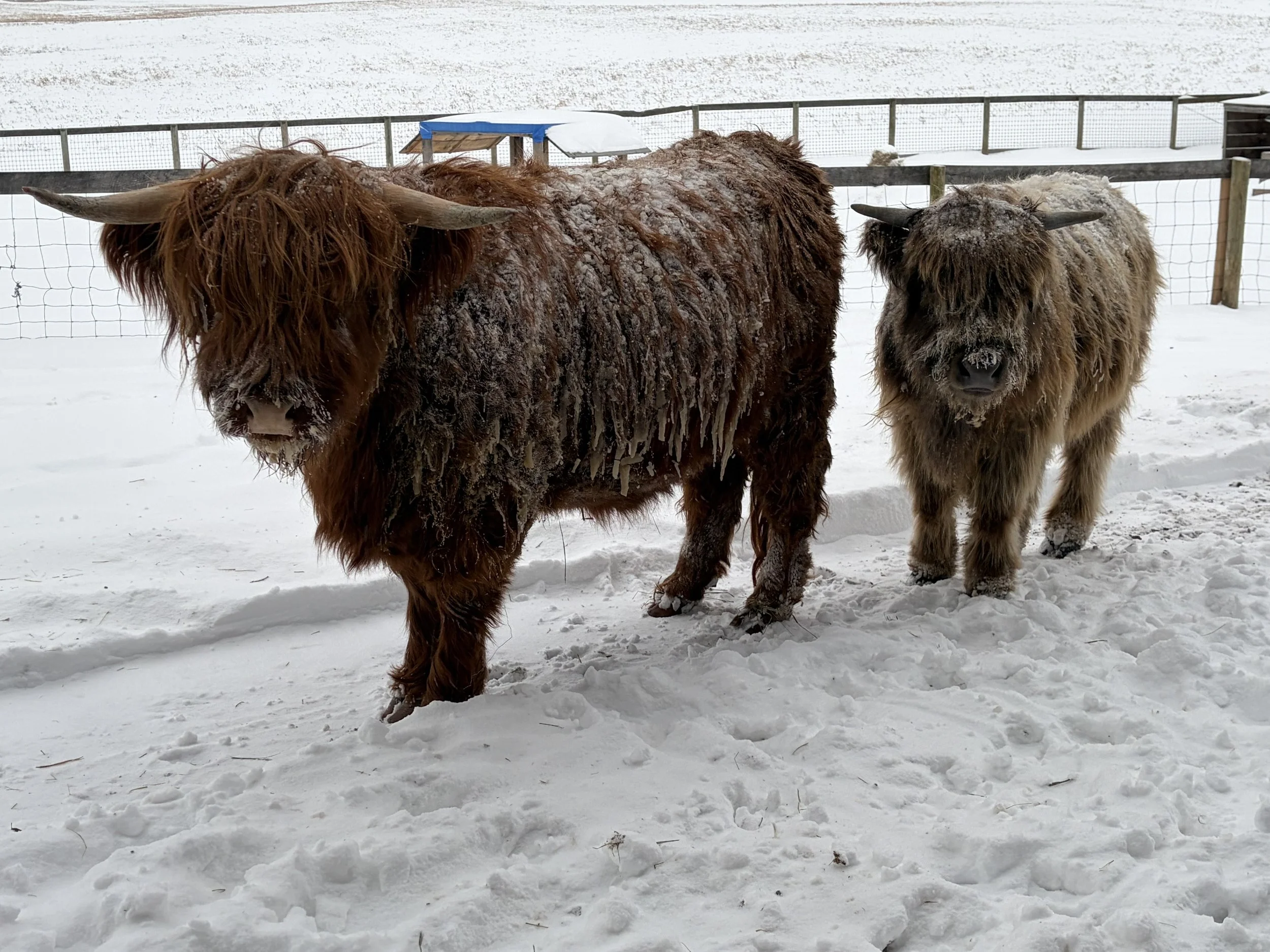 Two Highland cattle standing in snow-covered enclosure.