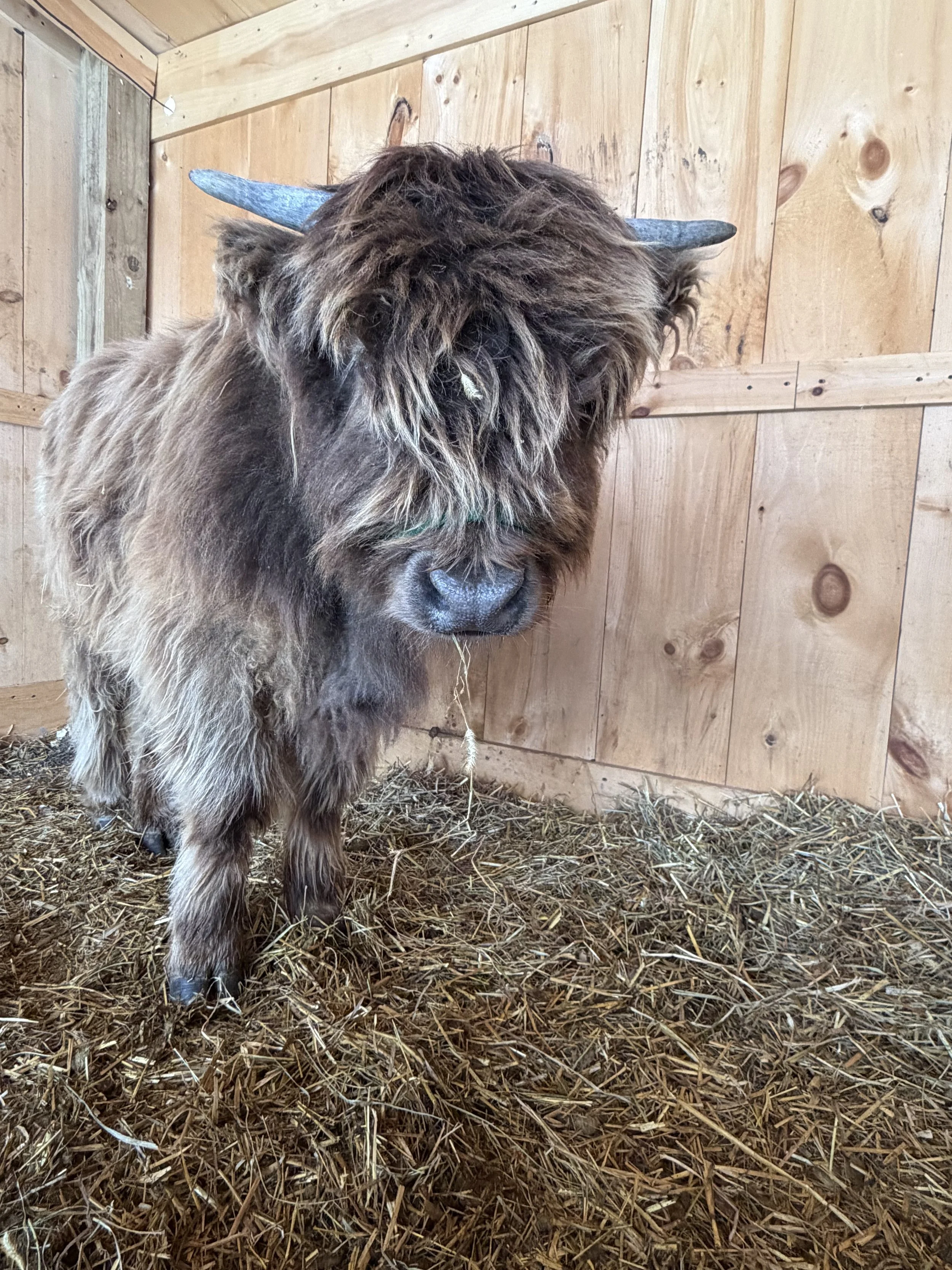 A Highland cow with long, shaggy brown fur and curved horns inside a wooden barn with straw-covered ground.