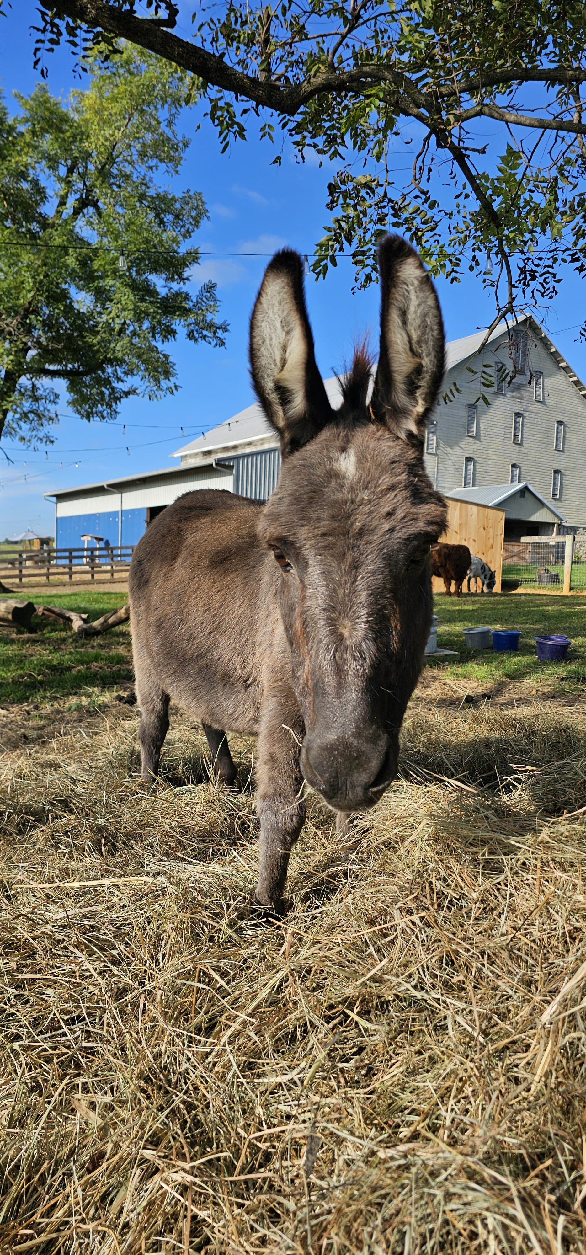 Close-up of a donkey on a farm with a building, trees, and other animals in the background.