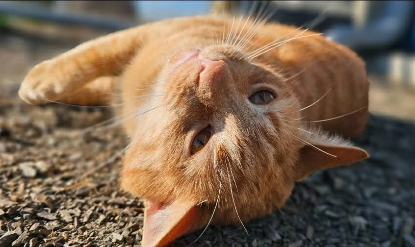 An orange tabby cat lying on its side on a gravel surface, looking up at the camera with relaxed eyes.
