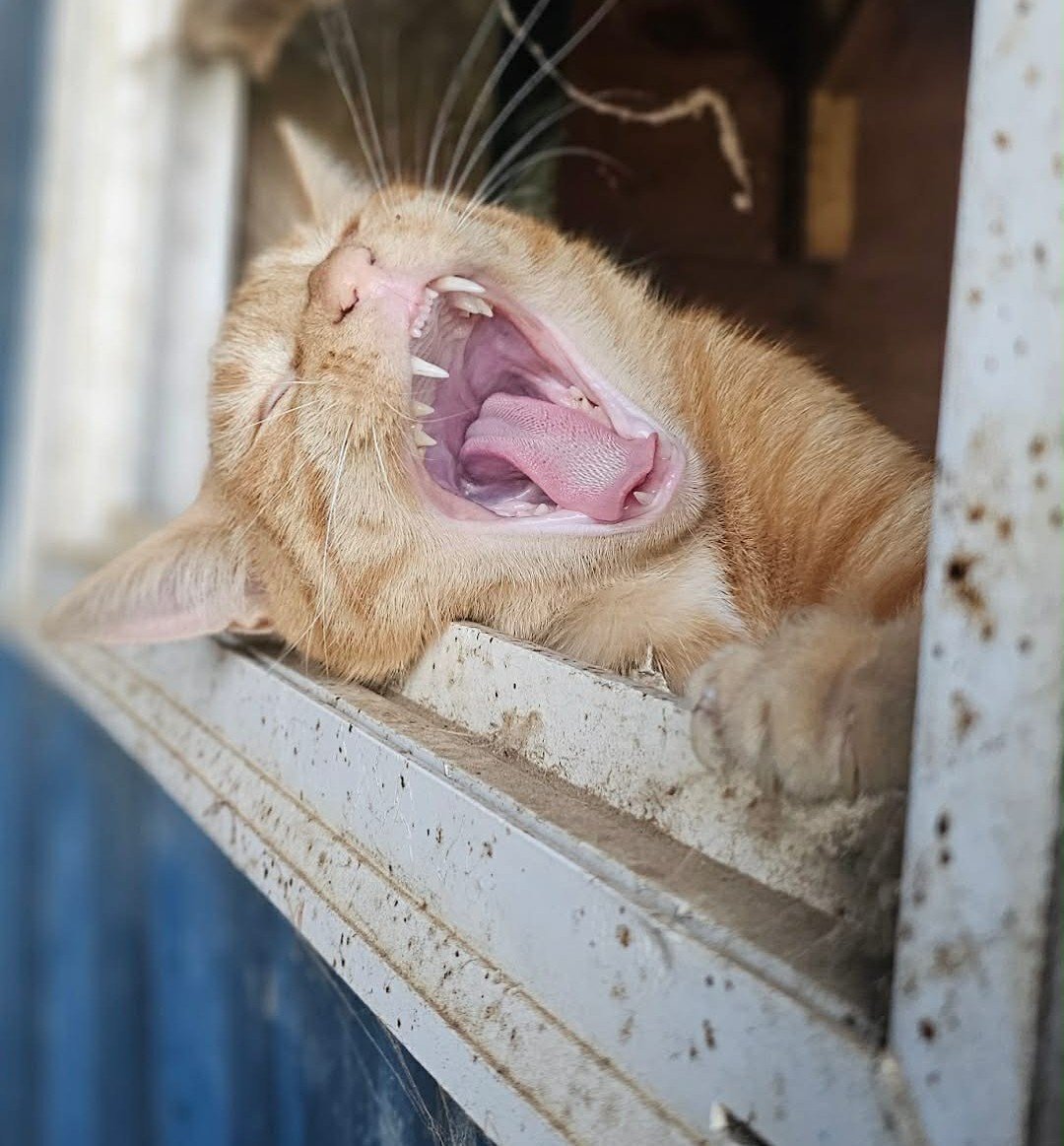 A ginger cat lying on a windowsill with its mouth wide open, yawning, showing its teeth and tongue.