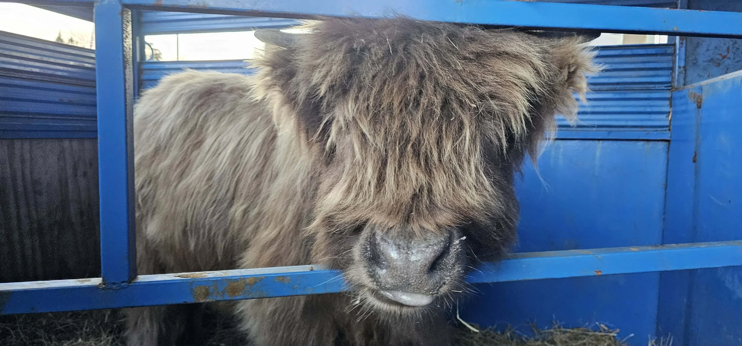 A large furry brown and black dog is standing in a blue metal cage, with its head lowered and nose close to the ground.