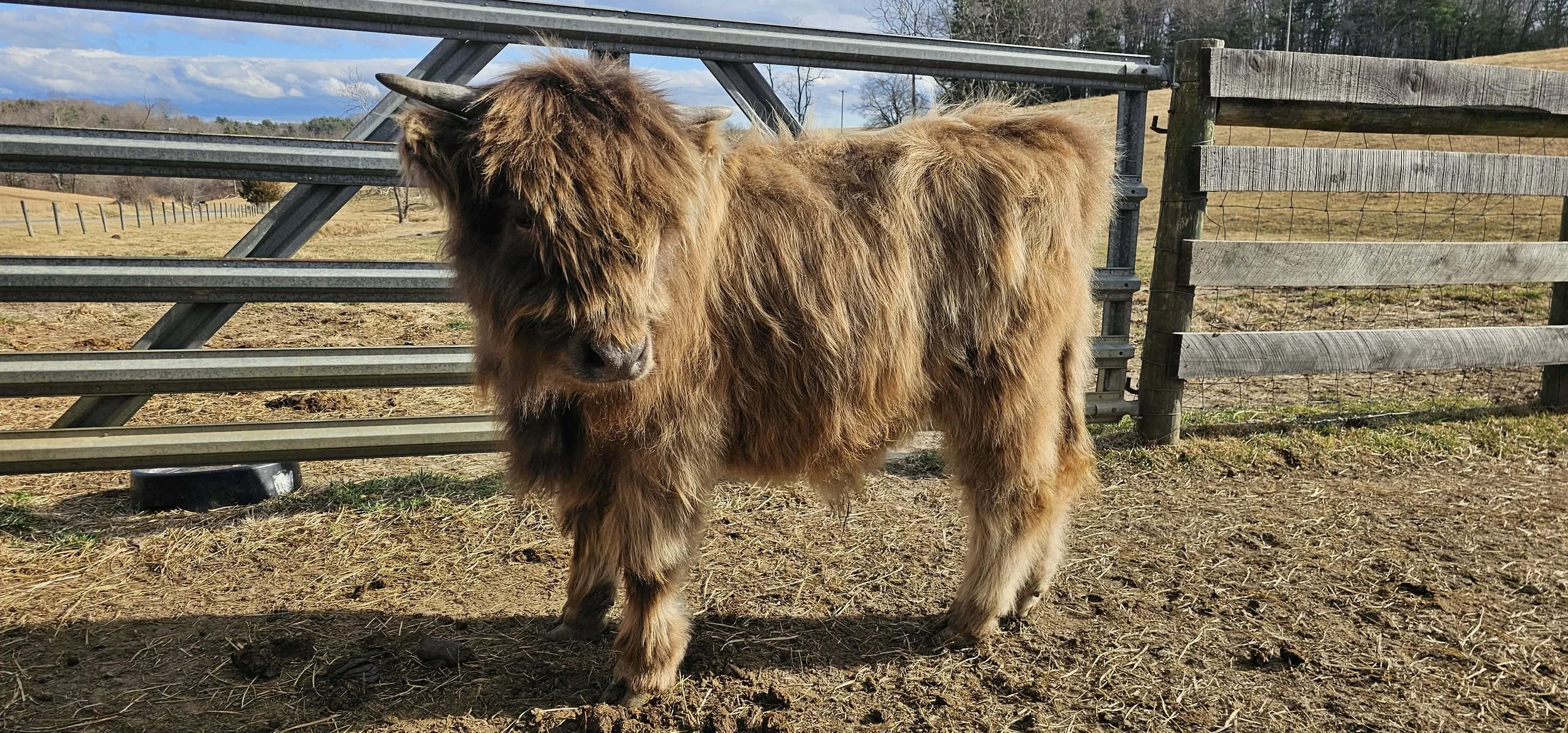 A Highland cow standing in a fenced area on a farm countryside with hills and cloudy sky in the background.
