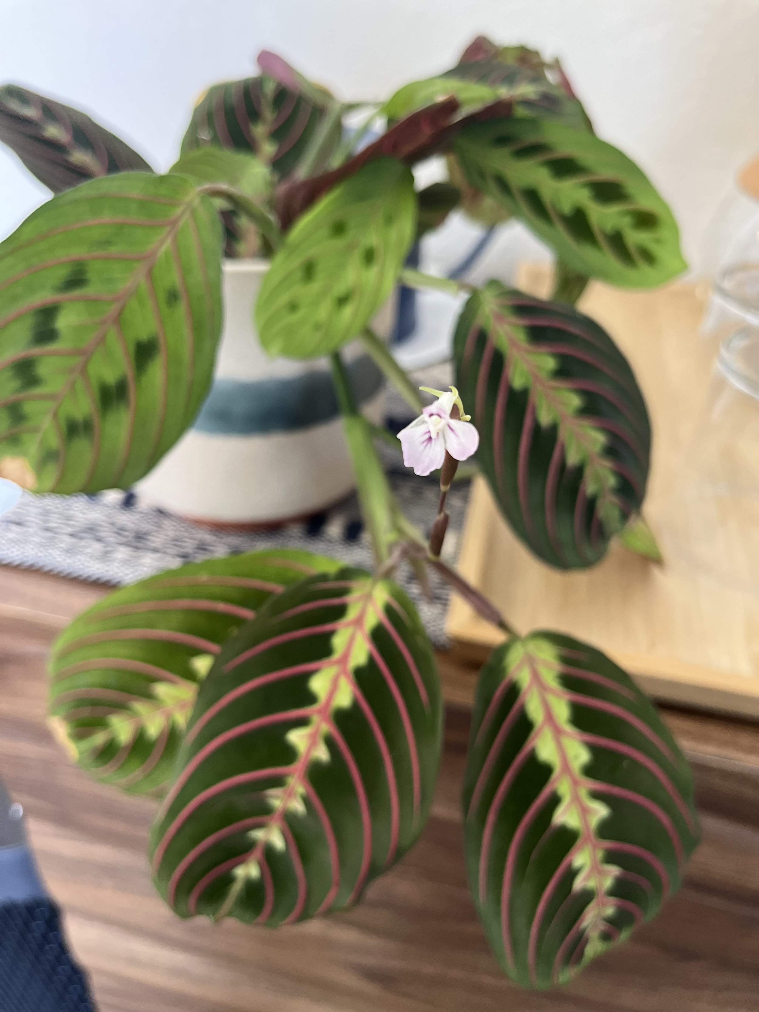 Flowering plant in the Berkeley therapy office of Jacob Donnelly, LCSW