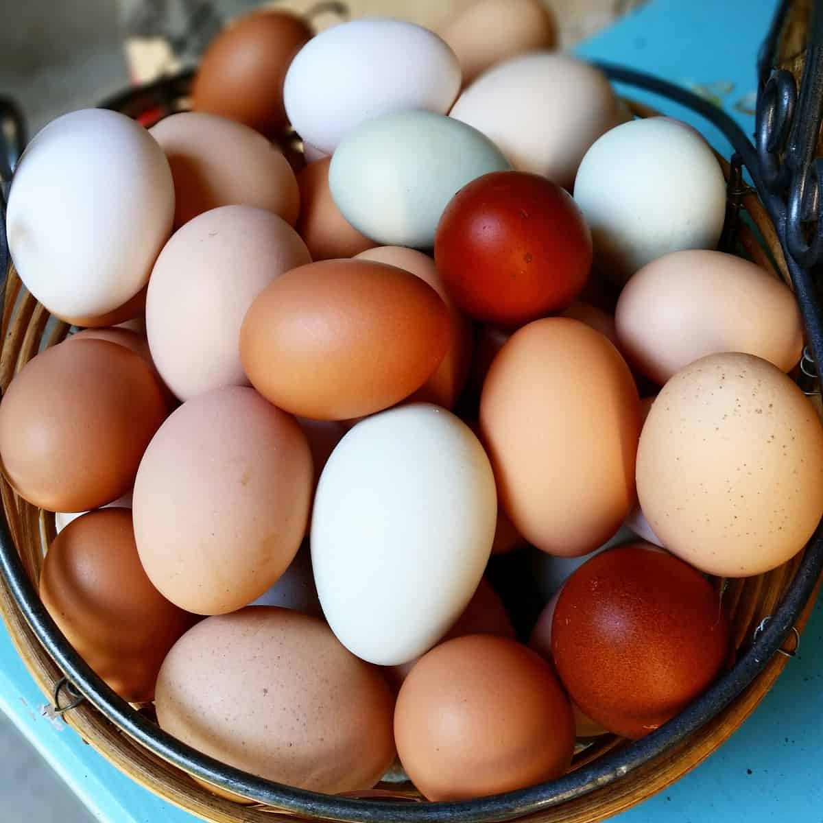 egg-basket.jpg