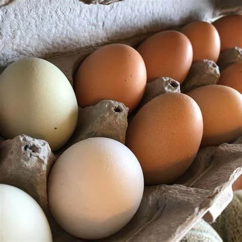 1 Doz Eggs.jpg