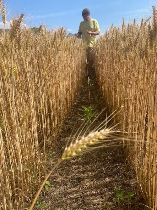 Freshly Milled Flour