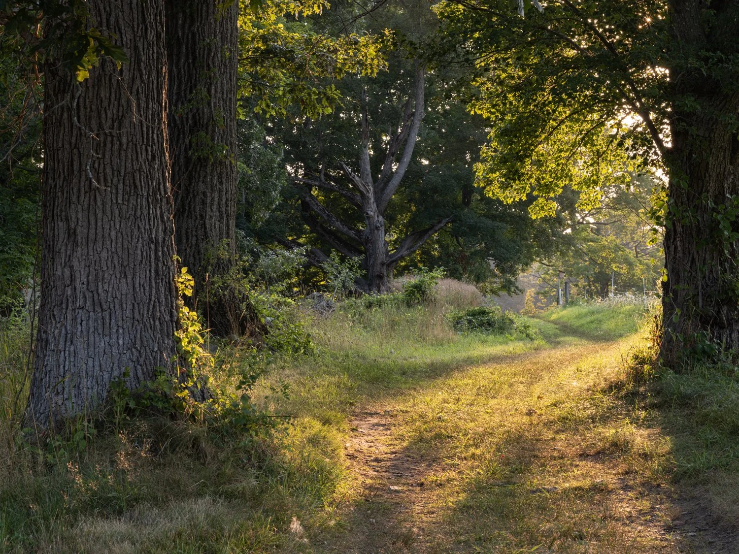 Farm Path at Appleton