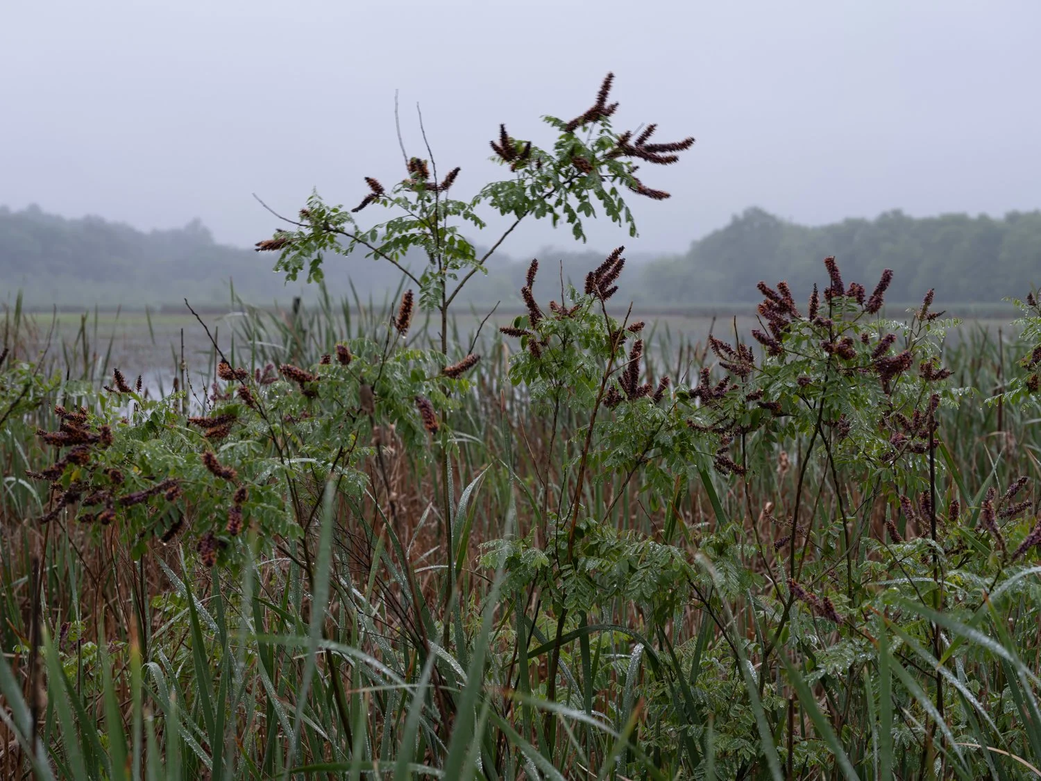 Great Meadows Misty Morn II