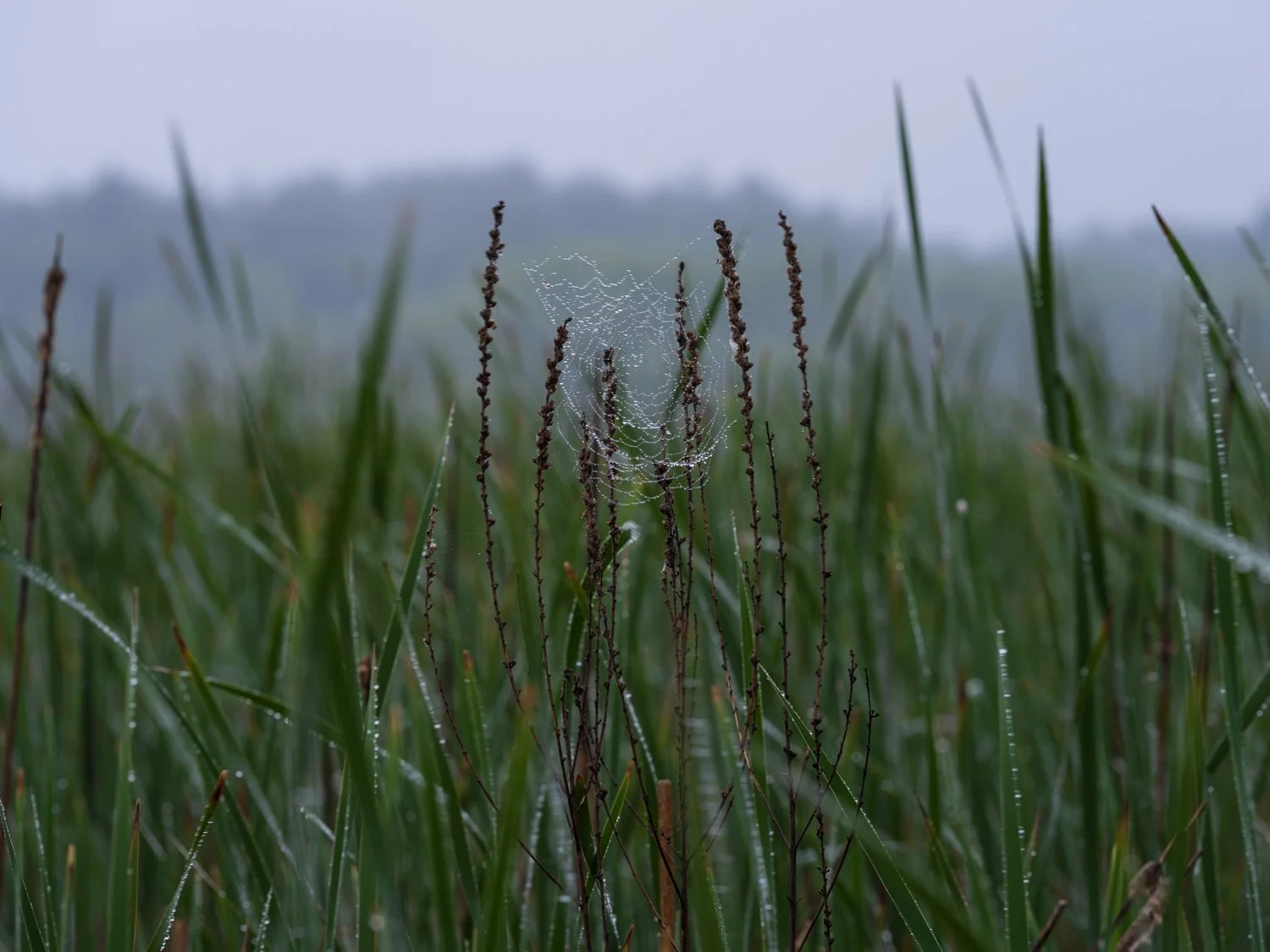 Great Meadows Misty Morn