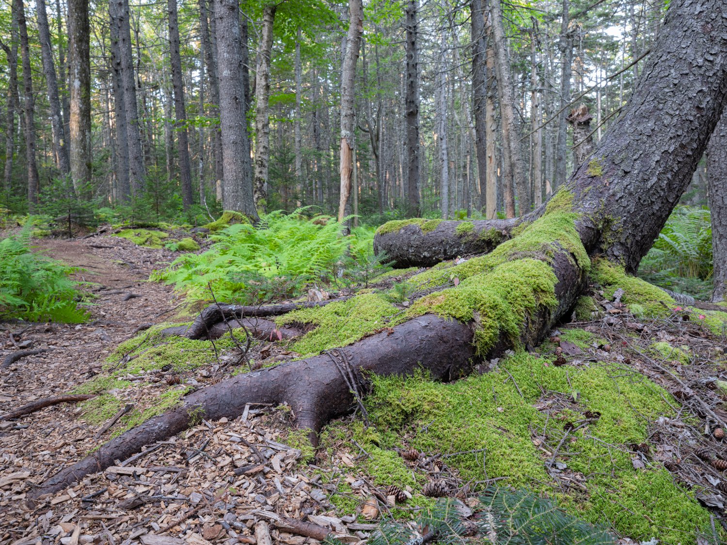 Holding On, Dear Life