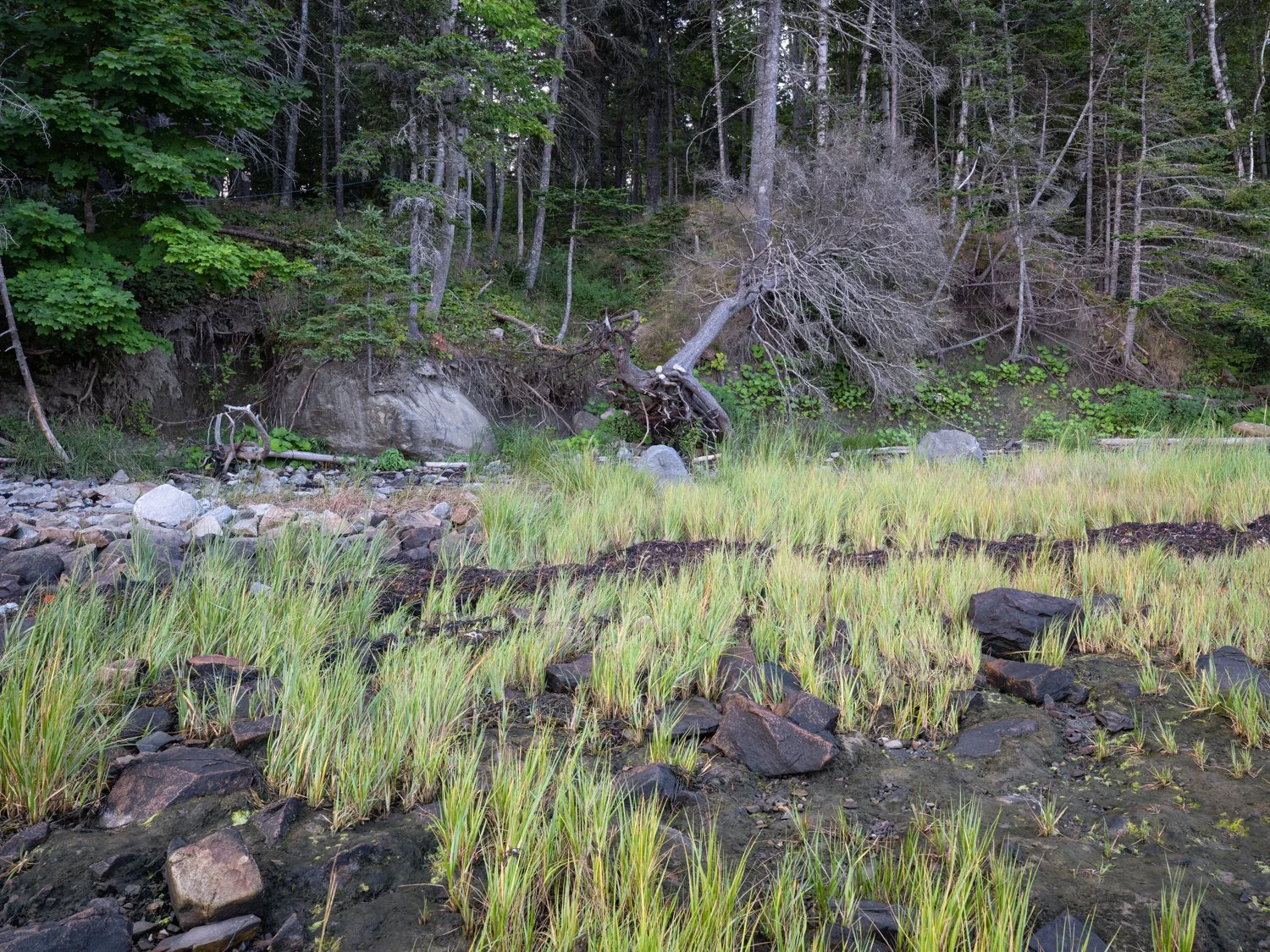 Plaisted Preserve Summer Shoreline