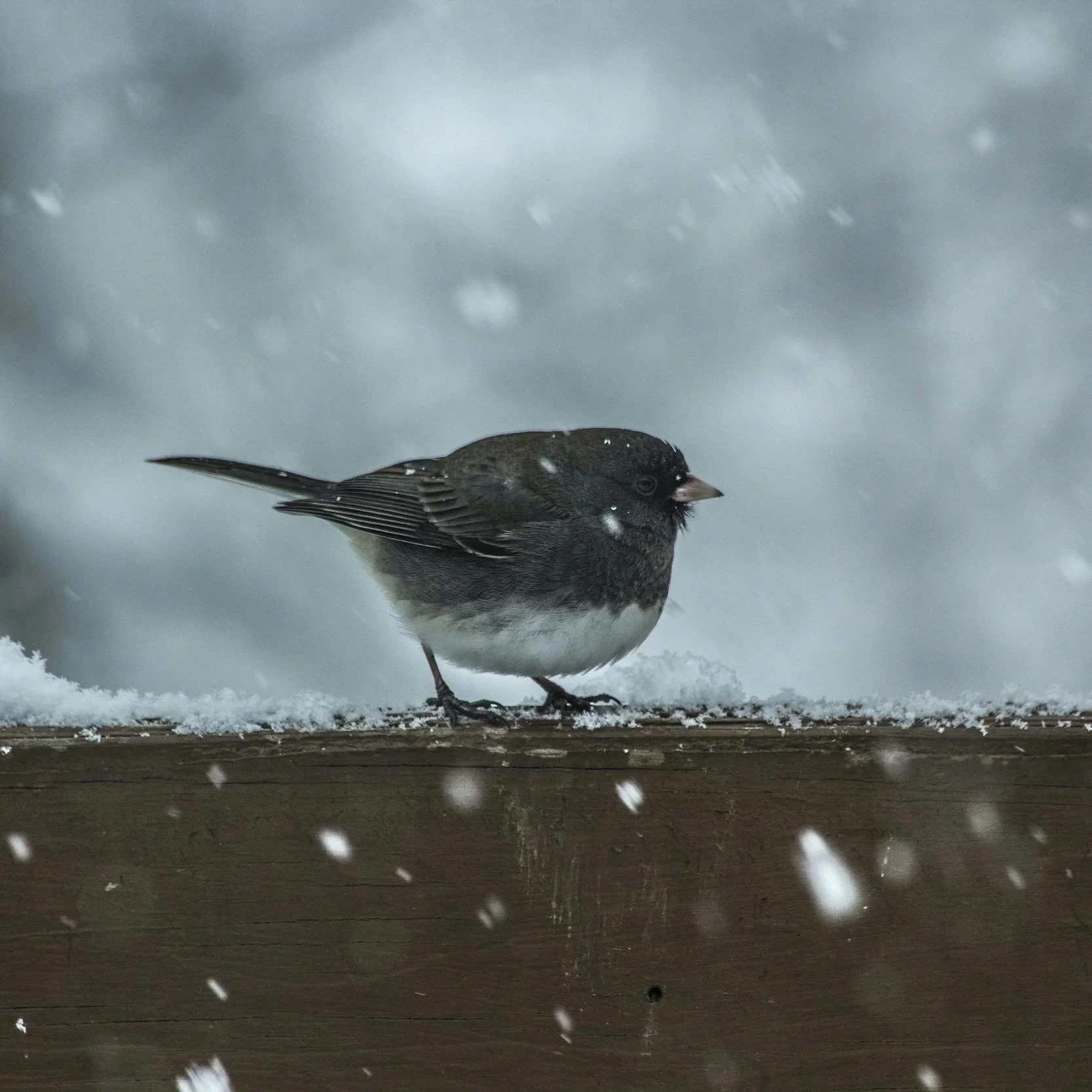 12.30.2024. Snowflakes &amp; Hope With Holes