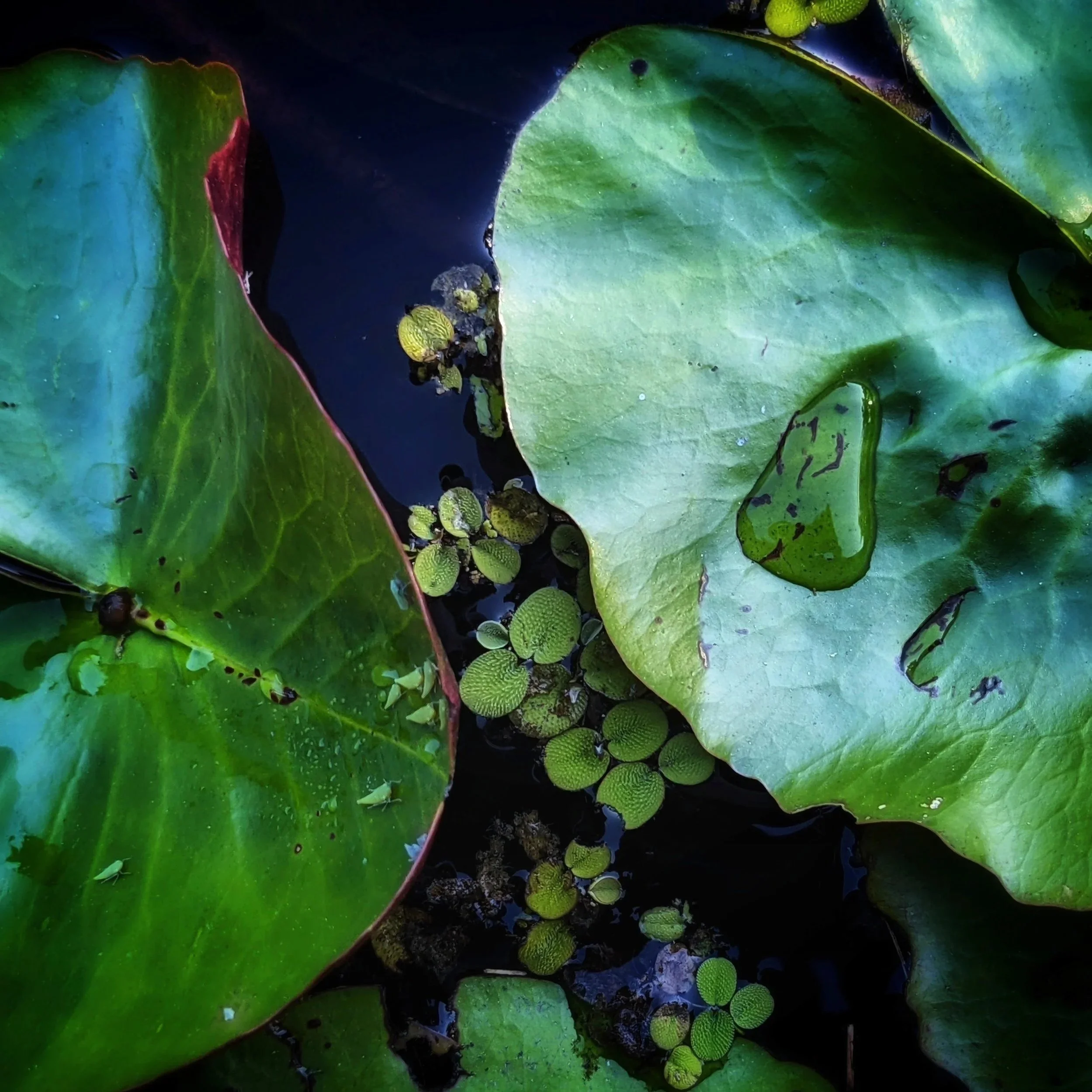 11.17.2025. Radio Waves &amp; Lotus Blooms