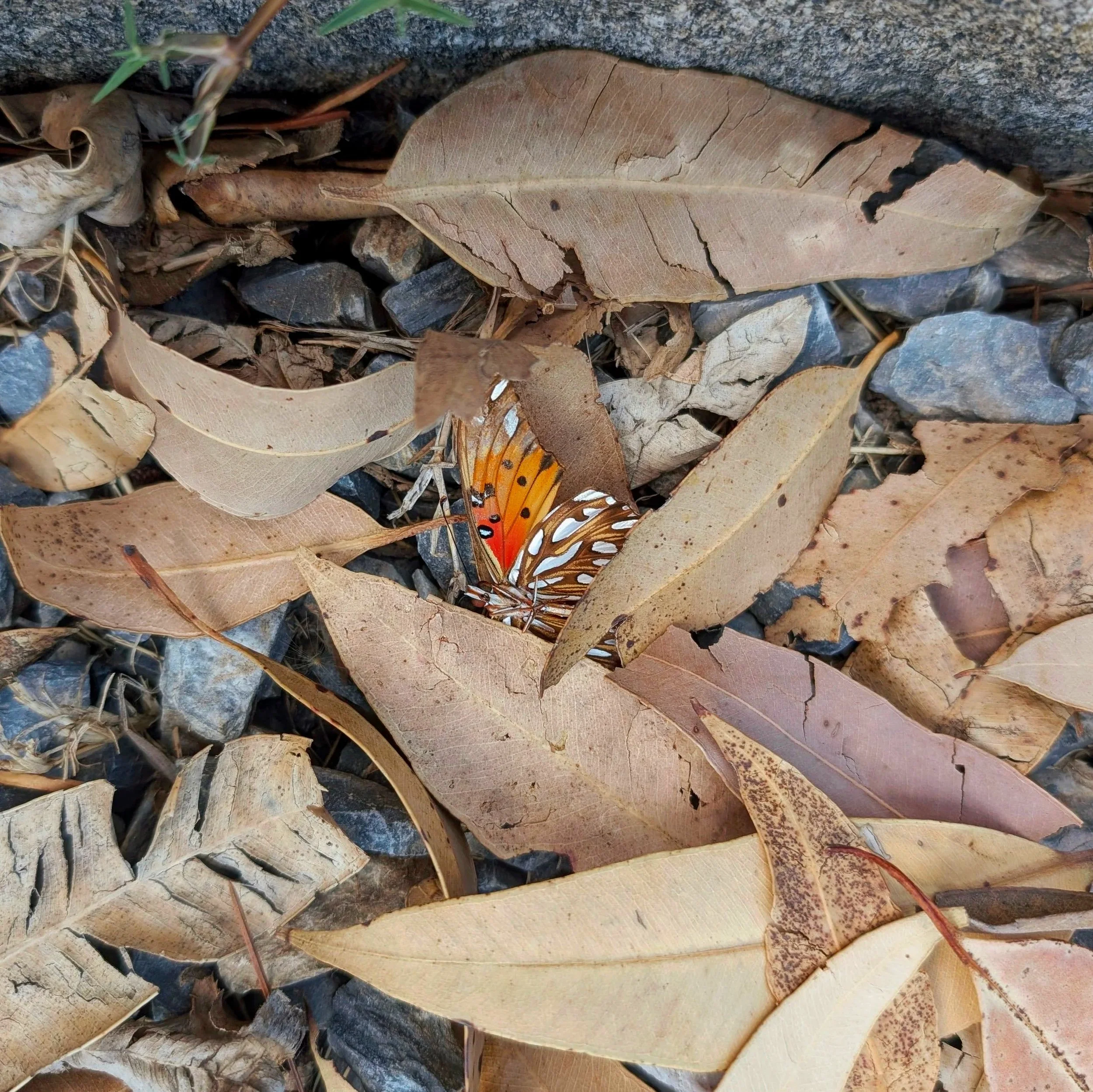 11.24.2025. Butter-Soft