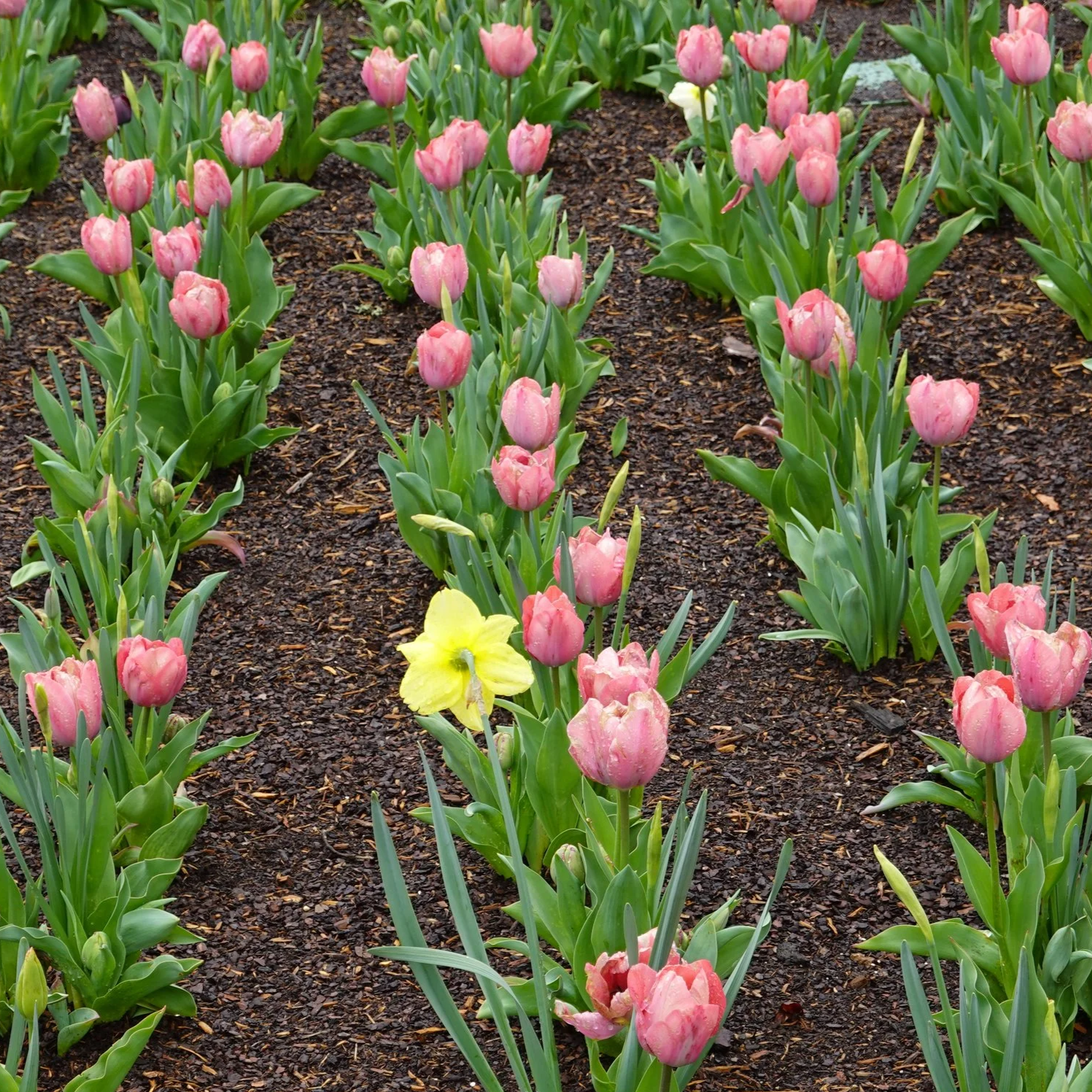 03.23.2026. Spring Inching