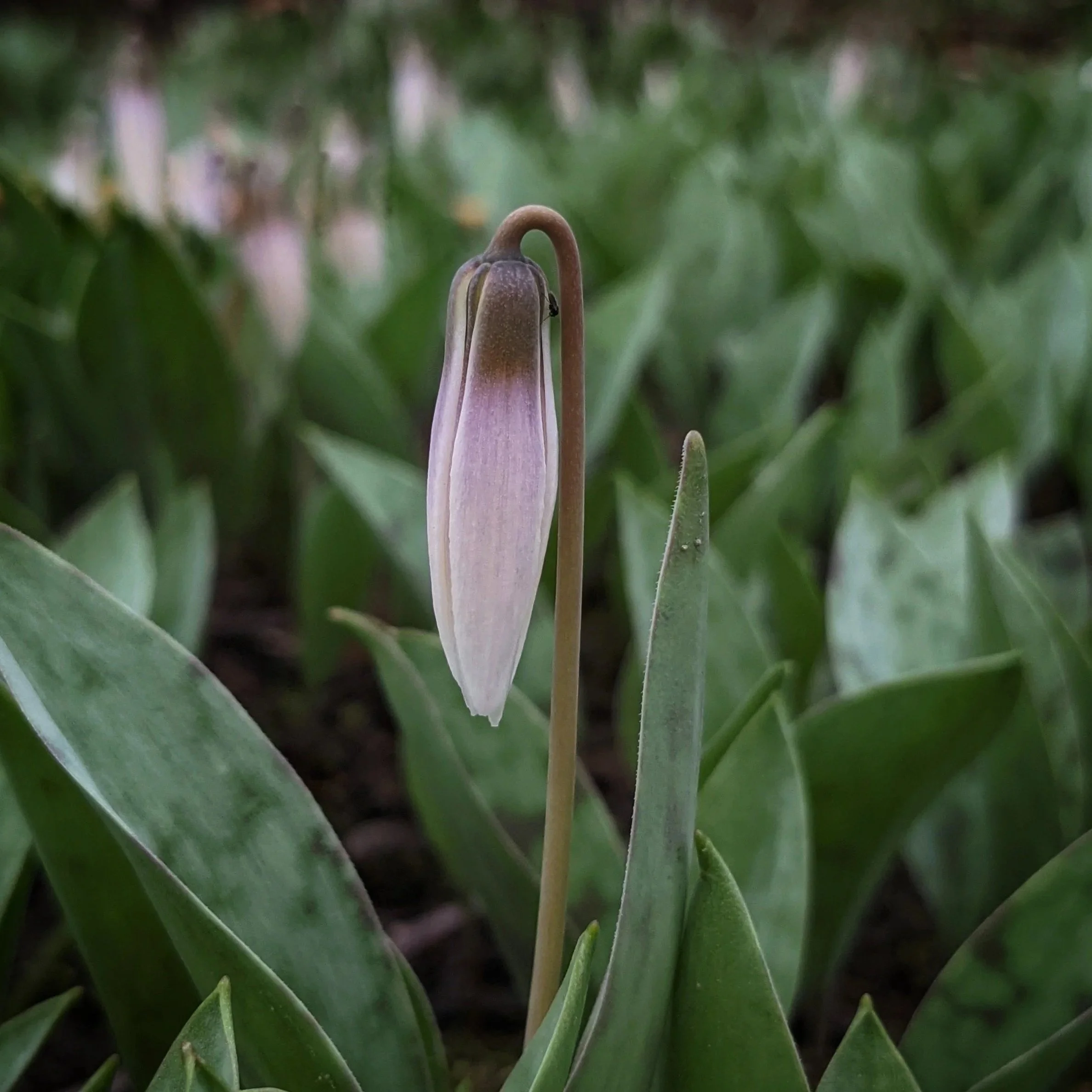 04.13.2026. Mud and Bulb Season