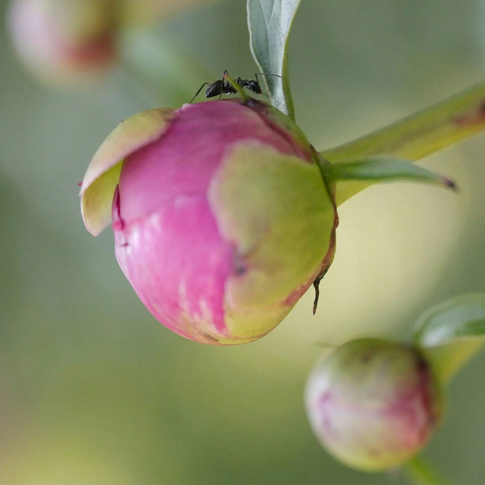 05.18.2026. Mud, Ants, Pink-Ruffle Blooms