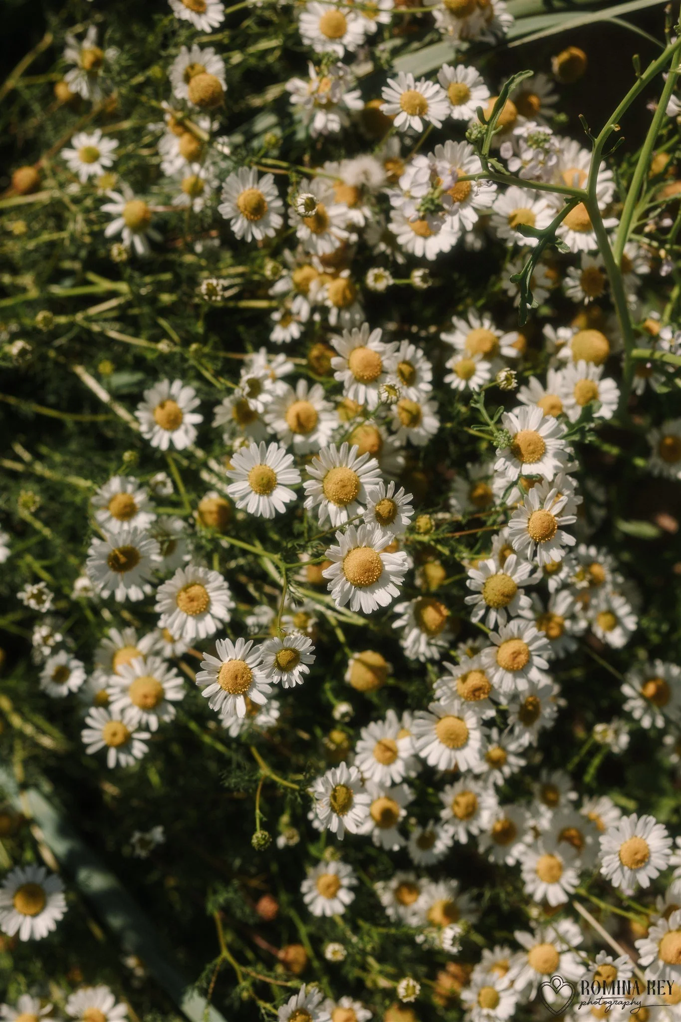 scottish-wedding-photography