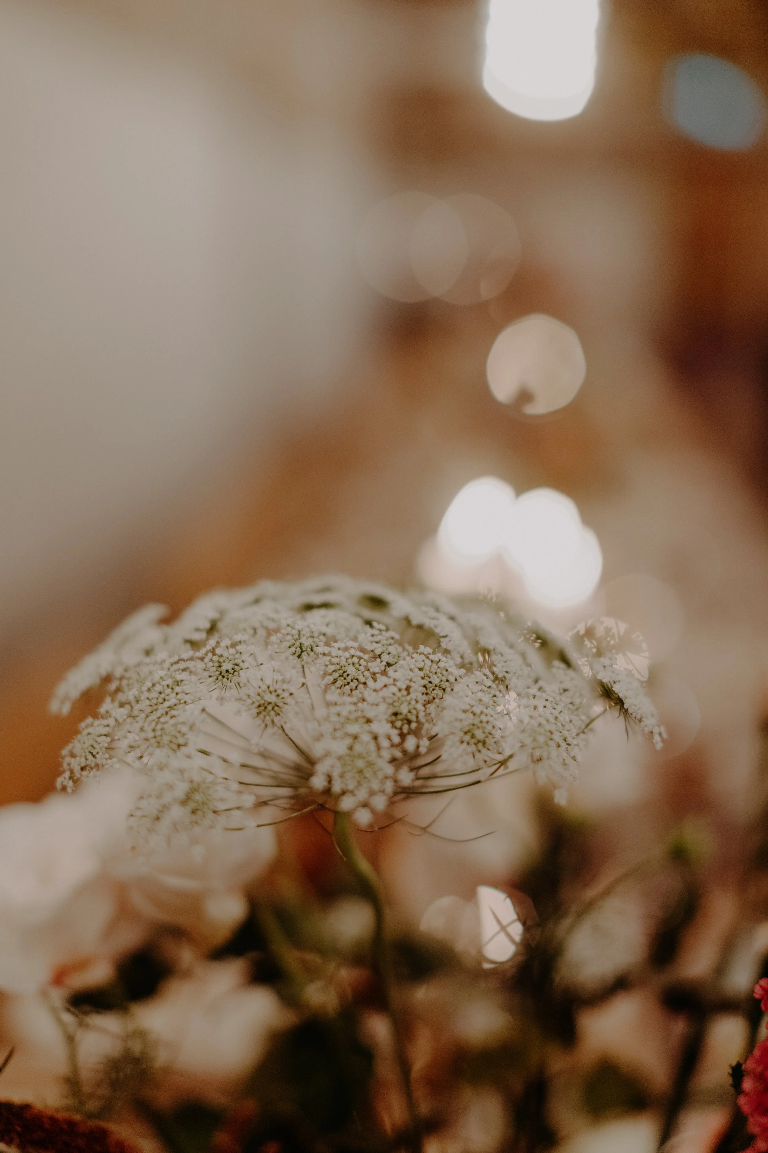 wedding-the-free-company-Edinburgh