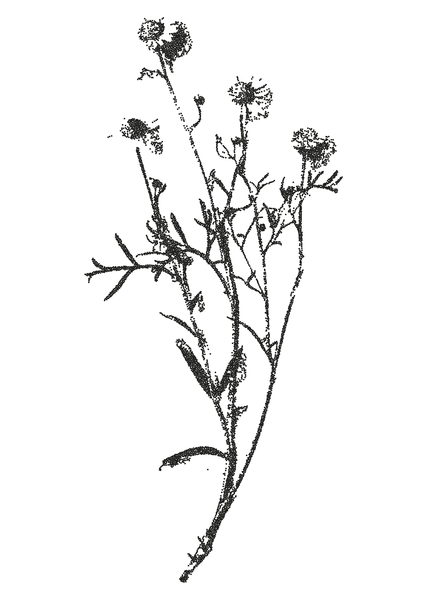 Silhouette of a flowering plant with multiple stems and round flower heads, black background.