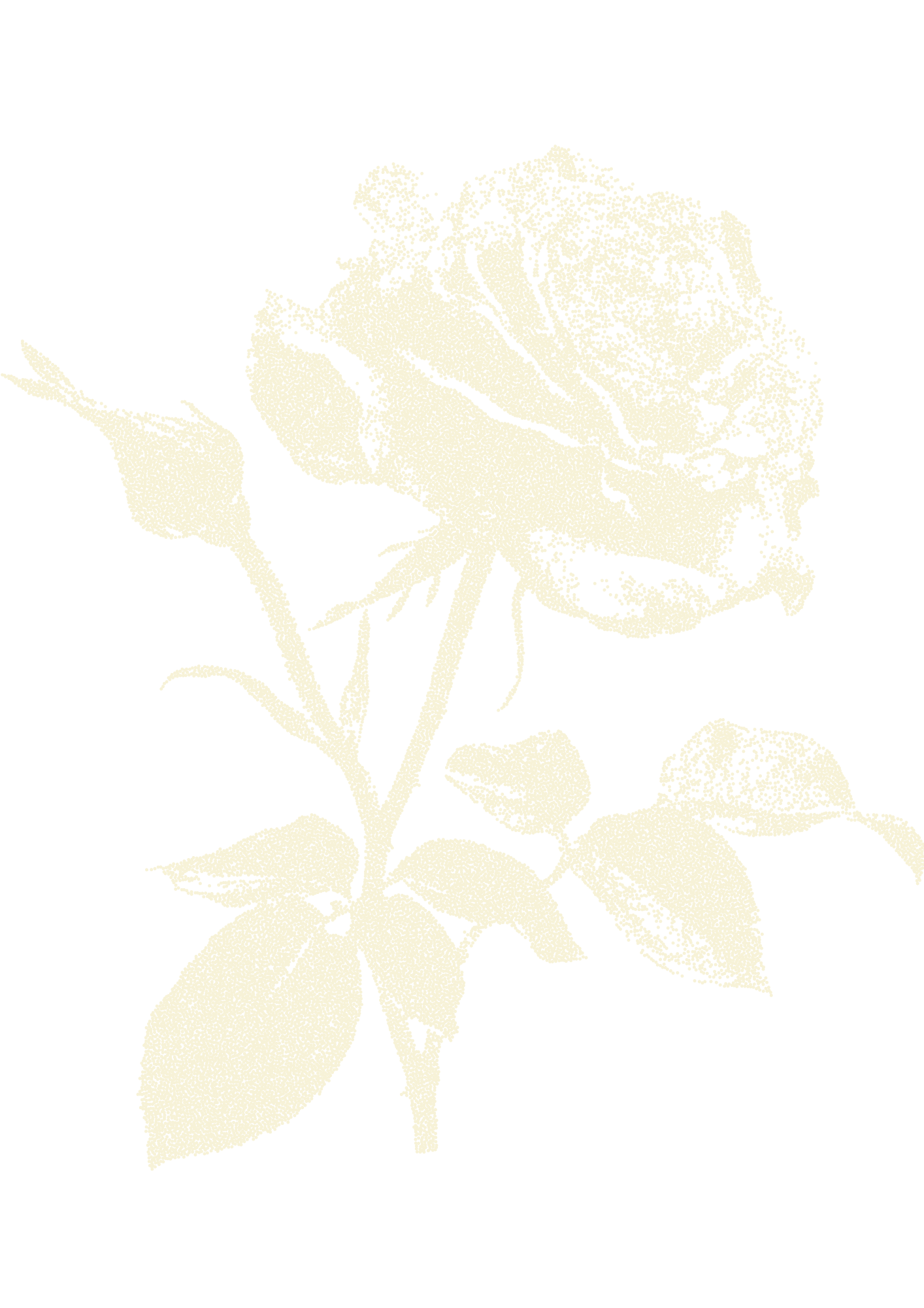 A high-contrast, stylized illustration of a rose with a blooming flower, a bud, and leaves on a black background.