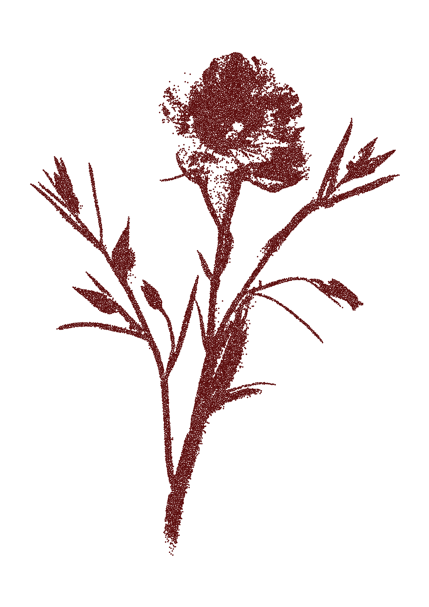 A flower with red petals and leaves on a black background.