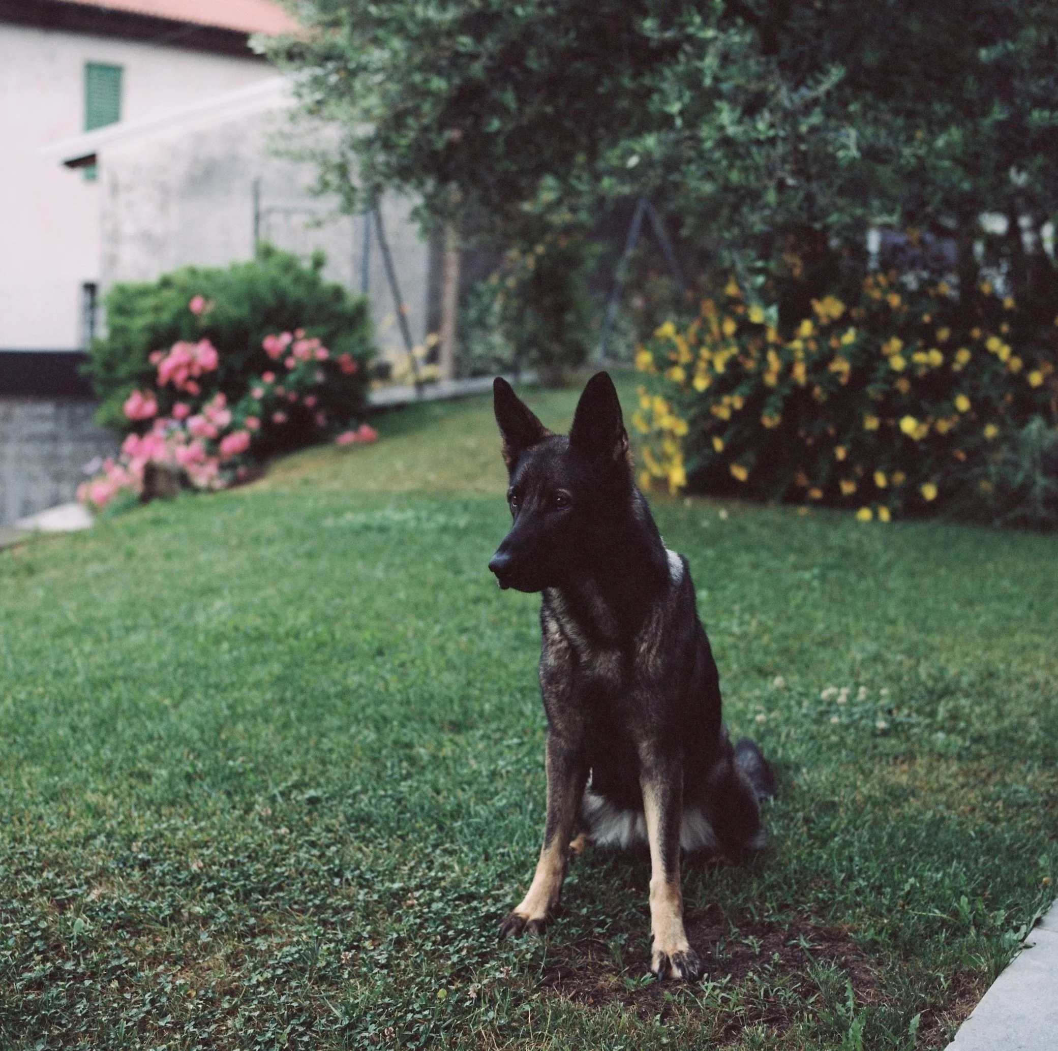 A black and tan Australian Shepherd dog sitting on a lush green lawn in a backyard, with pink and yellow flowers and bushes in the background.