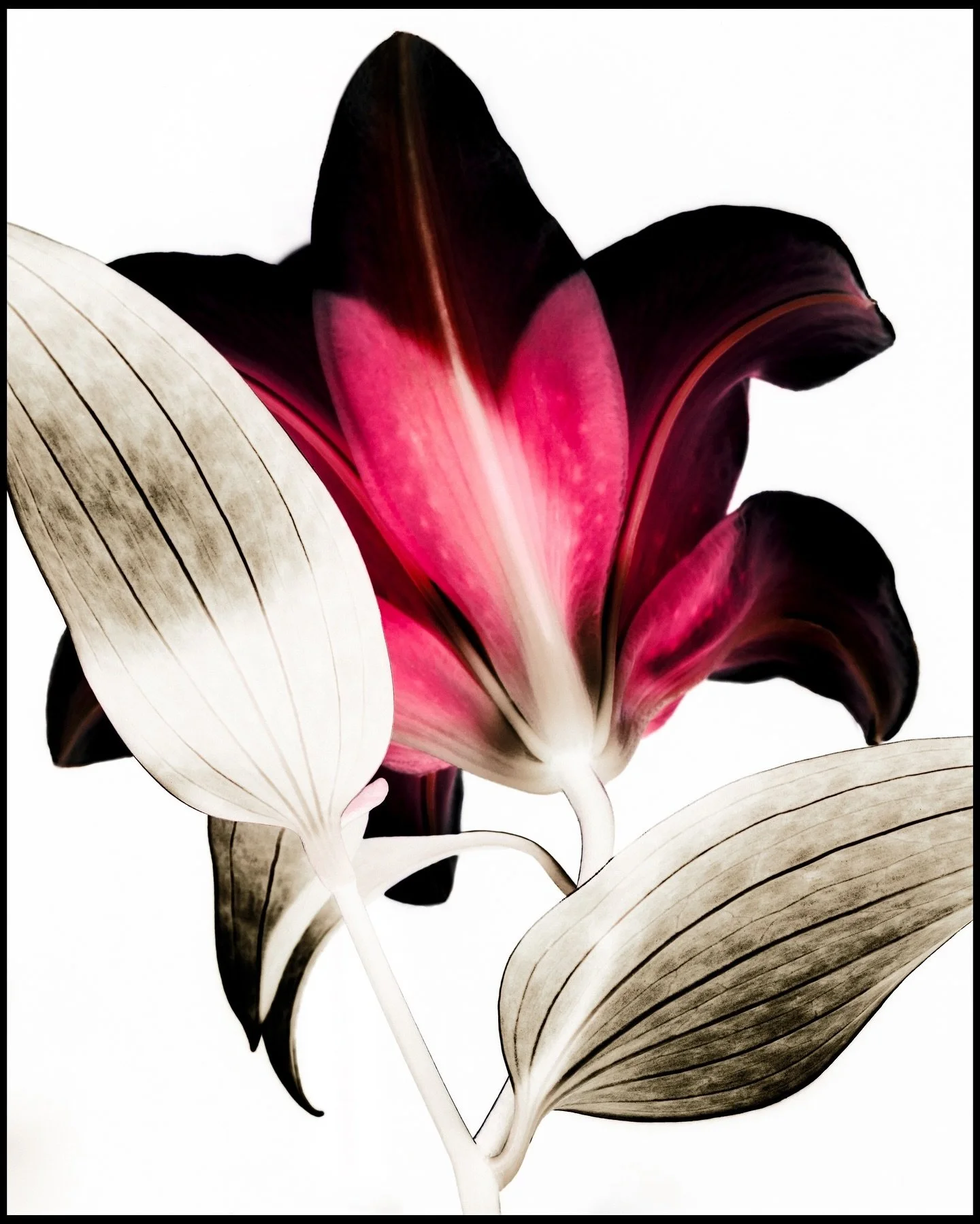 LILIUM ORIENTALIS
