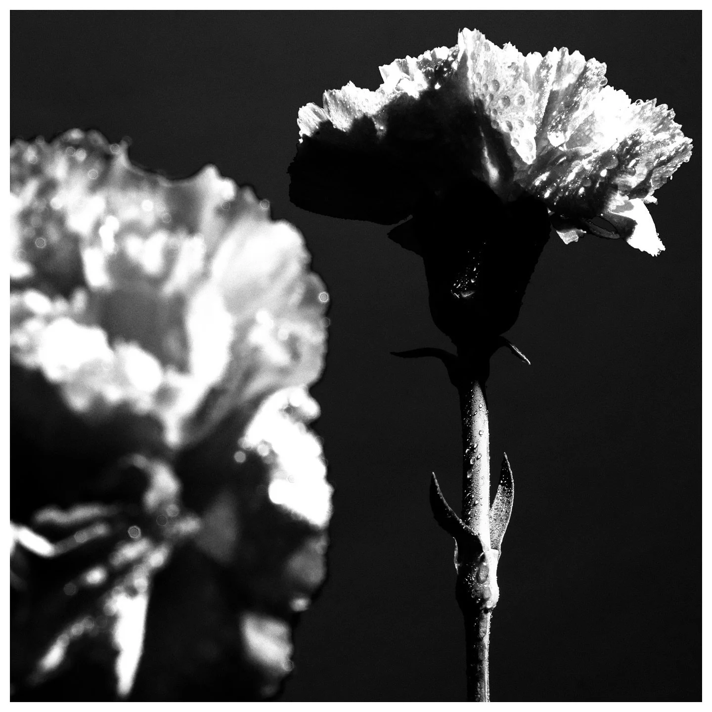 Dianthus Caryophyllus
