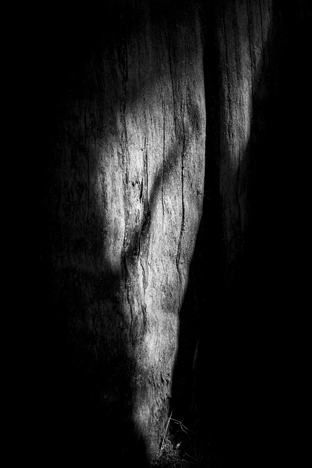 Forest Portrait 14