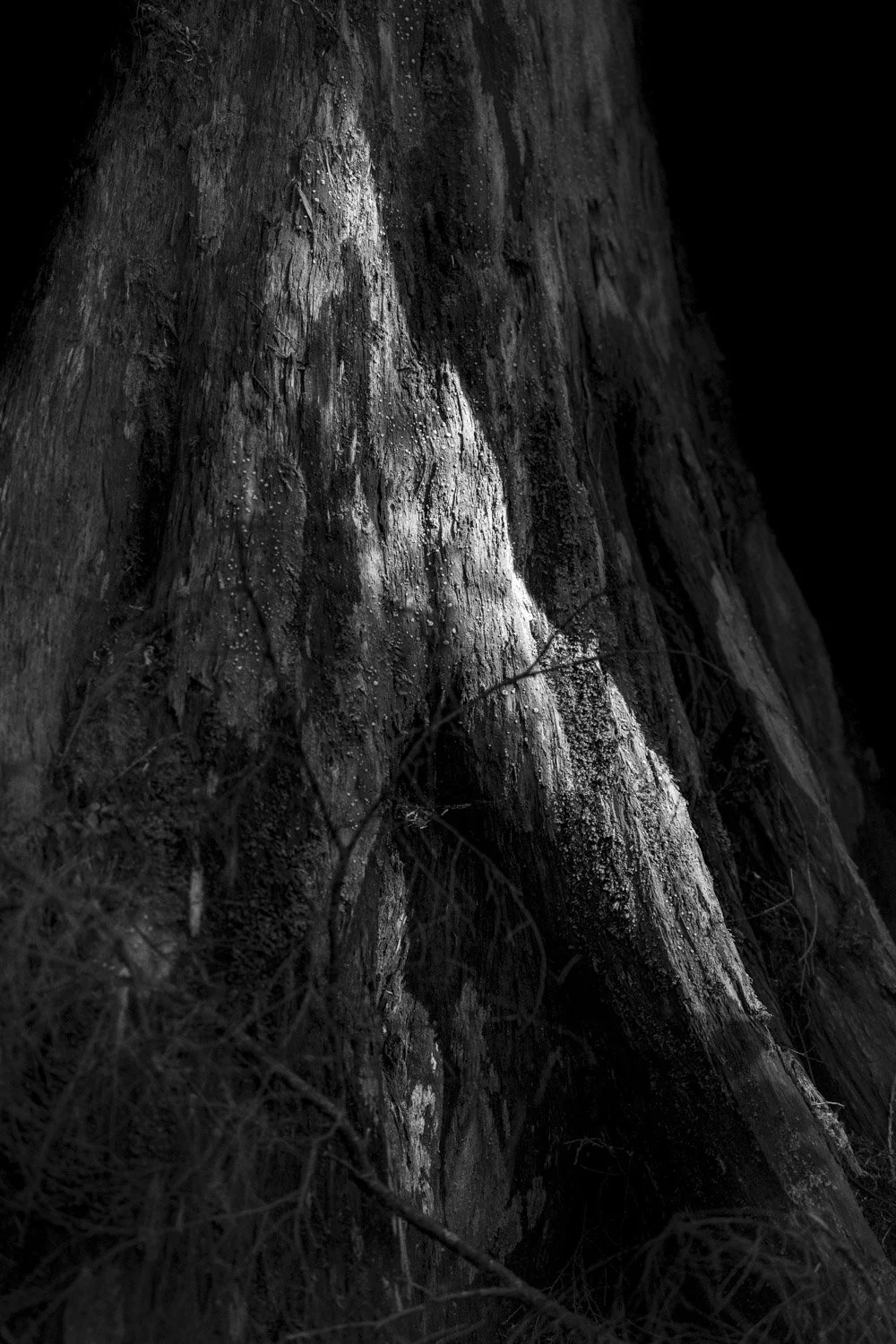 Forest Portrait 8