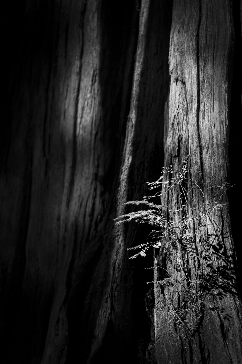 Forest Portrait 6