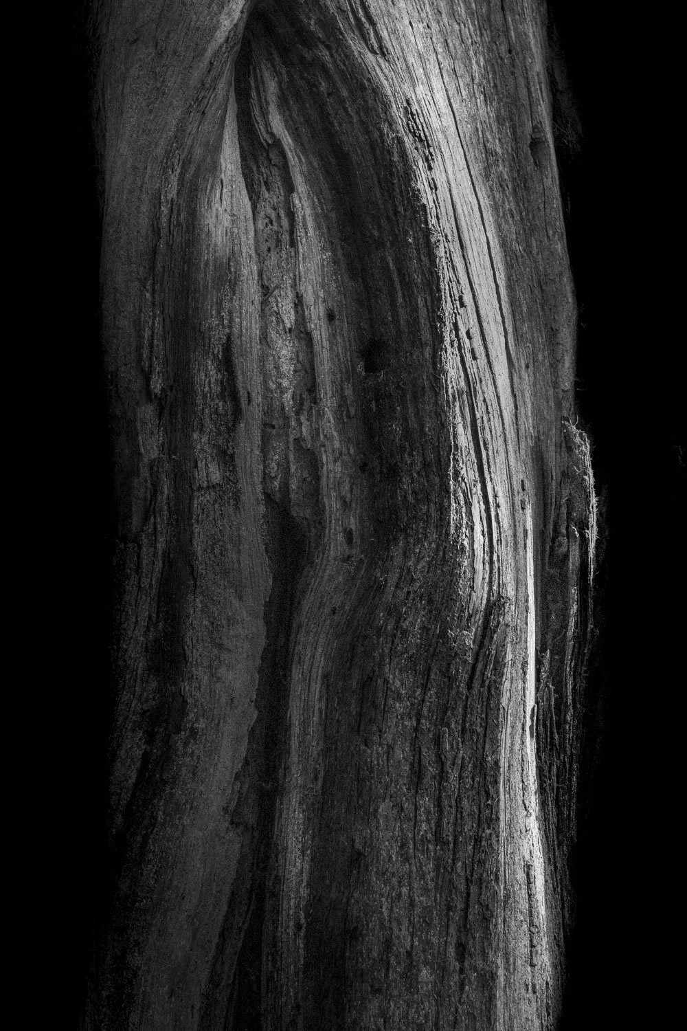 Forest Portrait 19