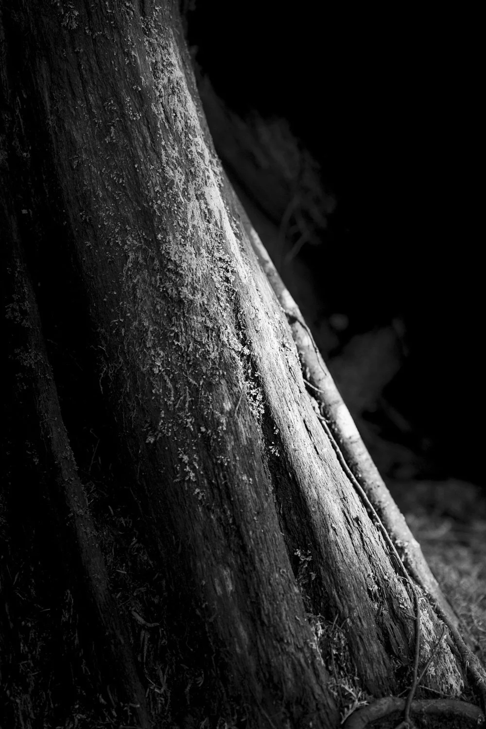 Forest Portrait 13